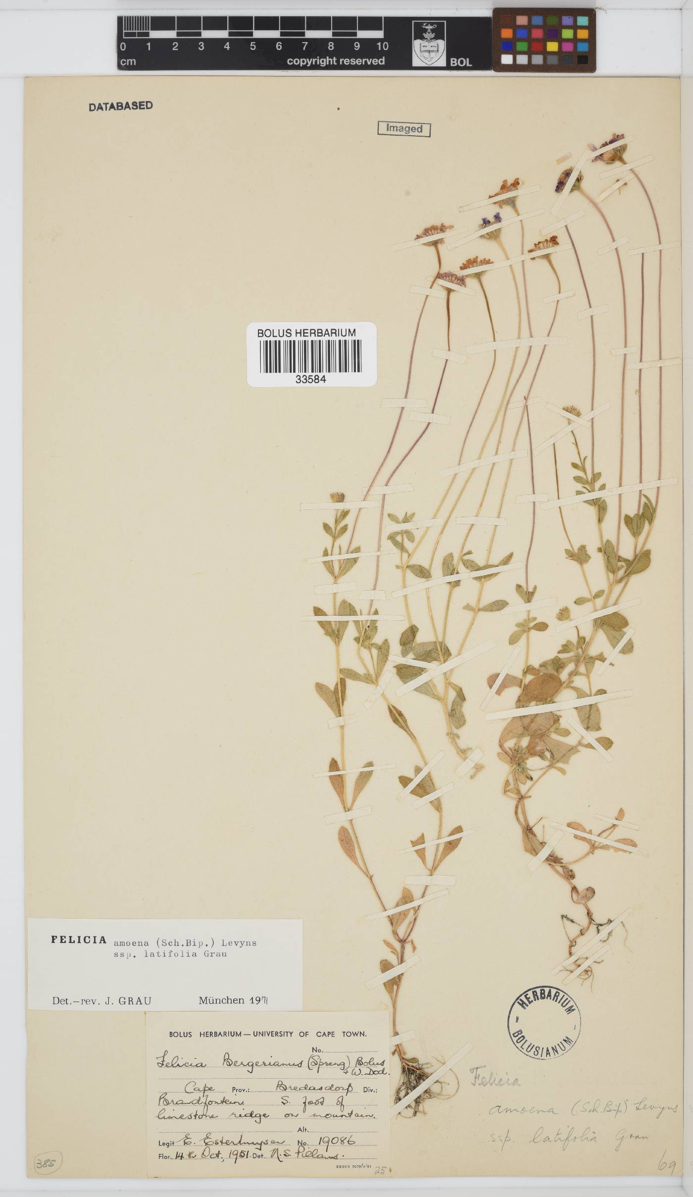 Felicia amoena image