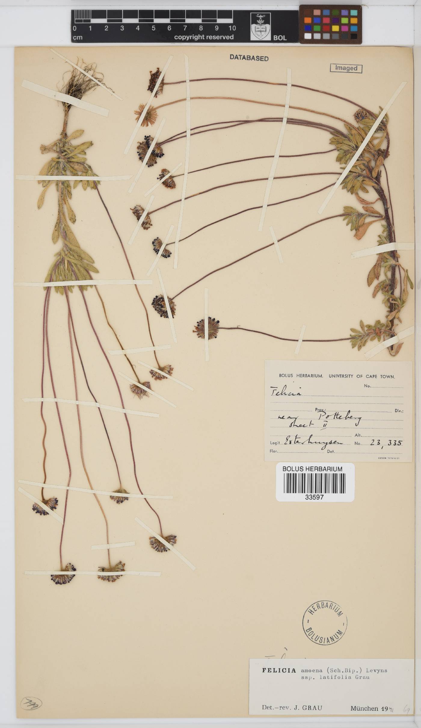Felicia amoena subsp. latifolia image