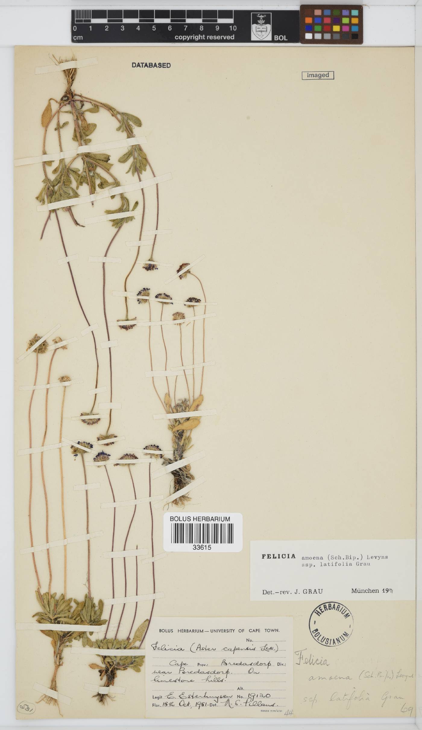 Felicia amoena subsp. latifolia image