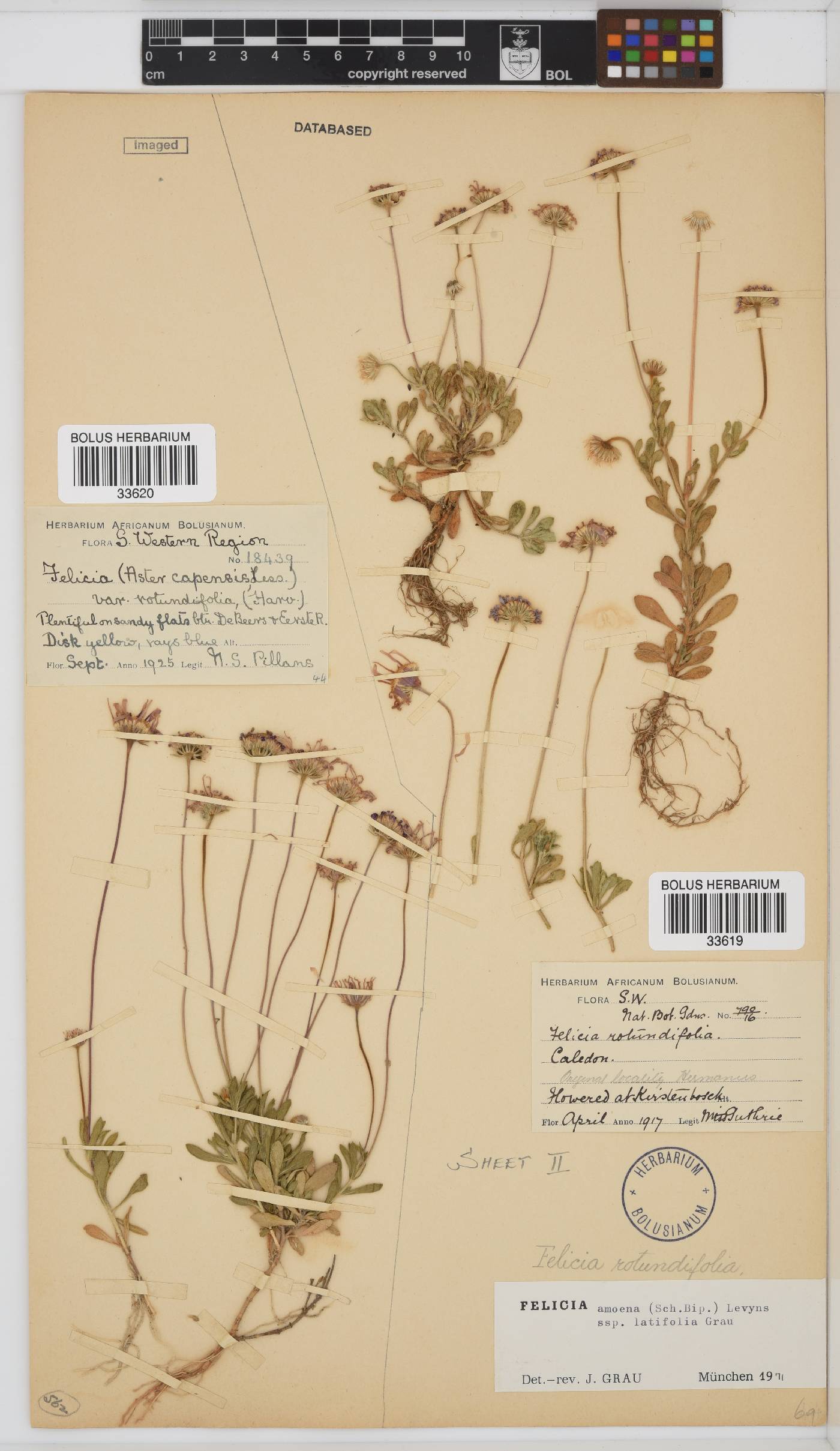 Felicia amoena subsp. latifolia image
