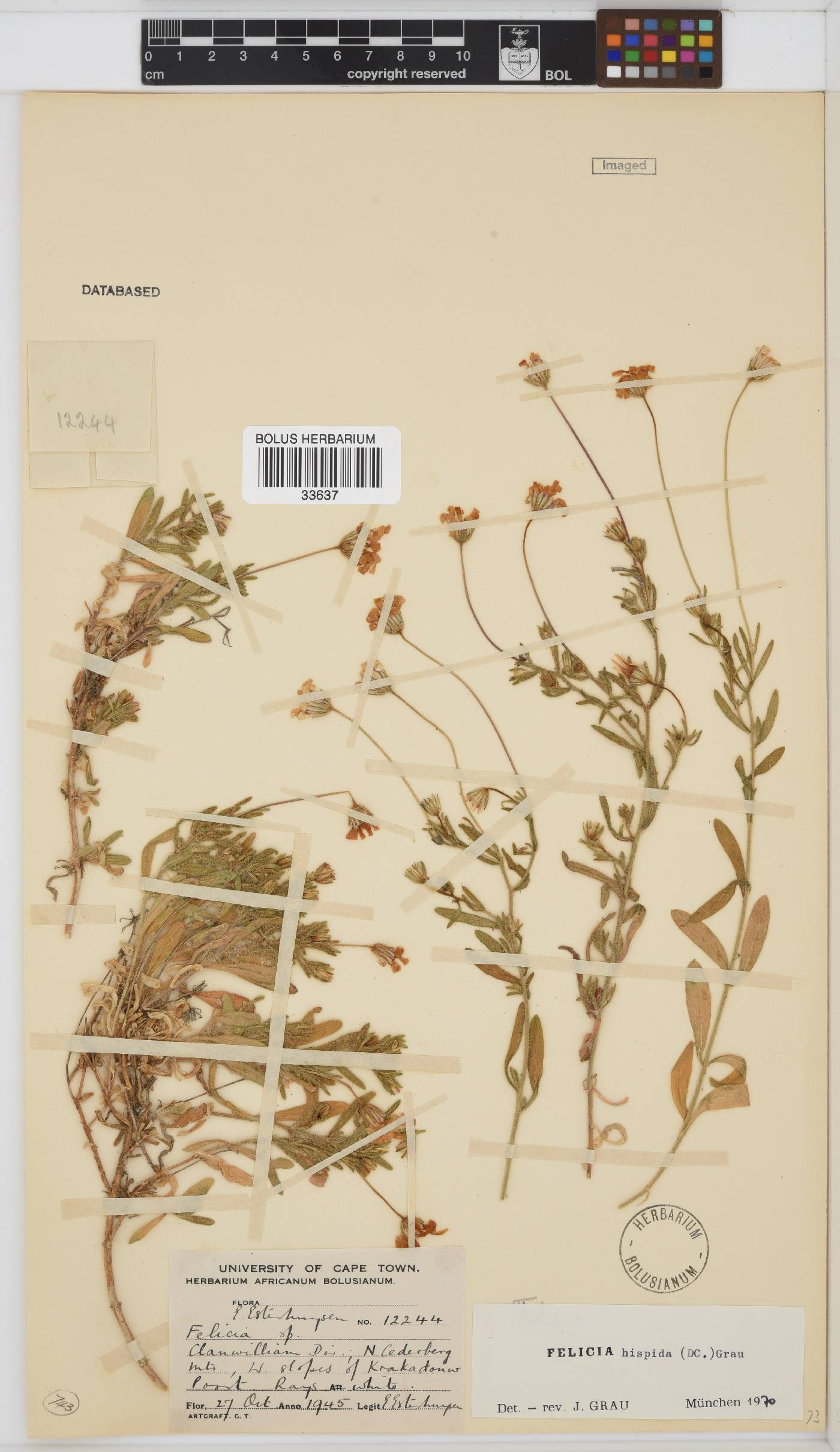 Felicia hispida image