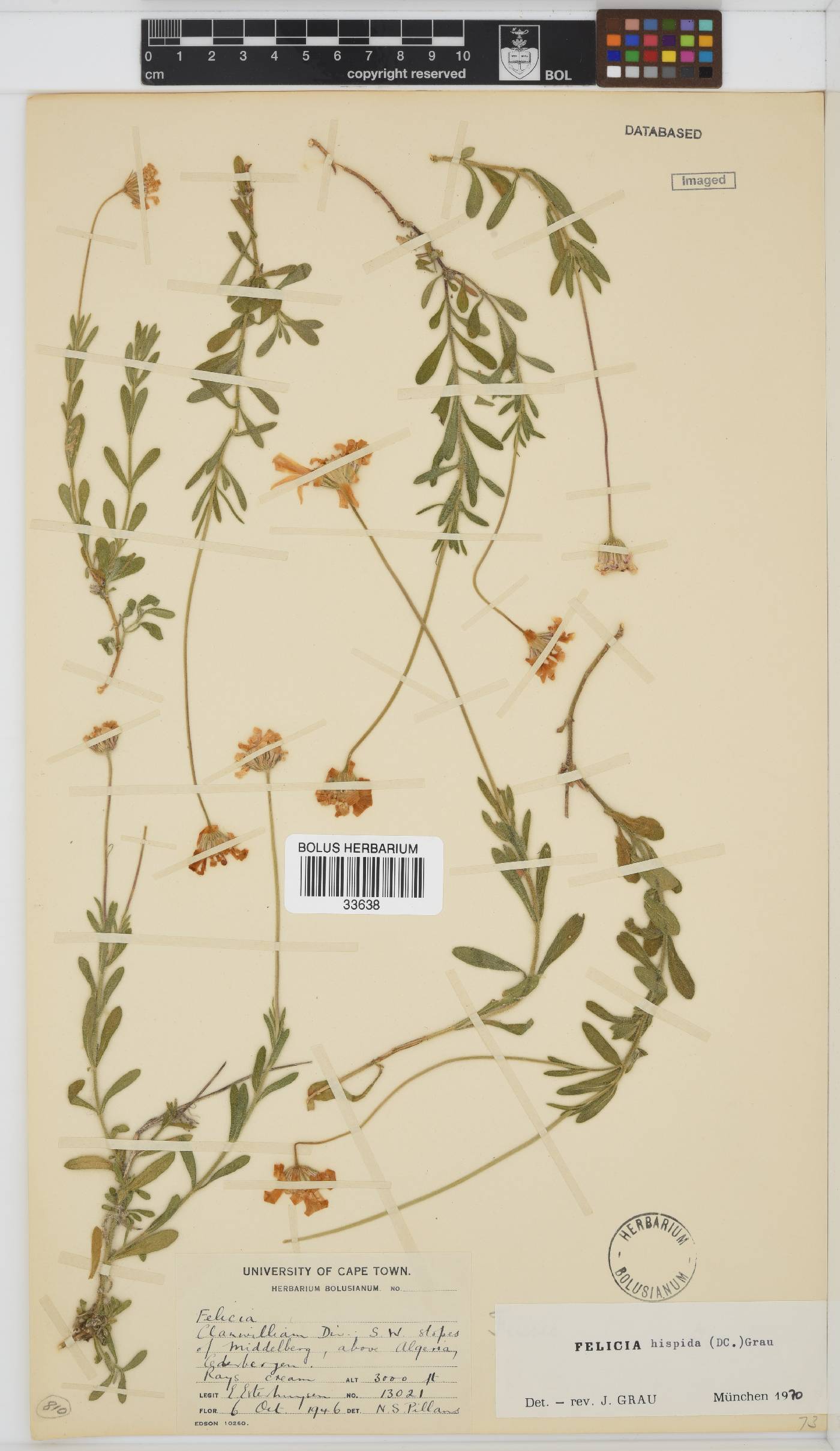 Felicia hispida image