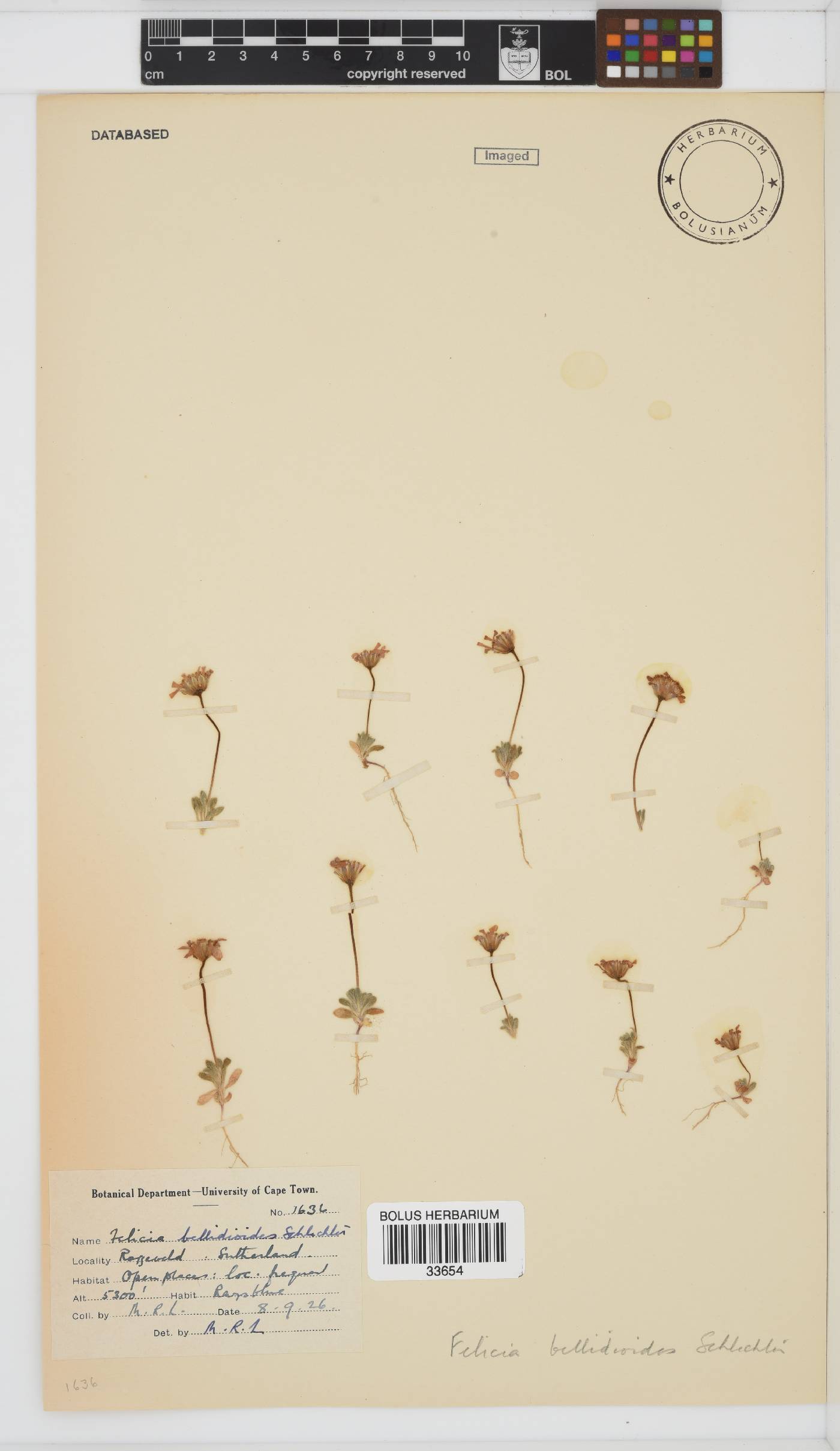 Felicia bellidioides image