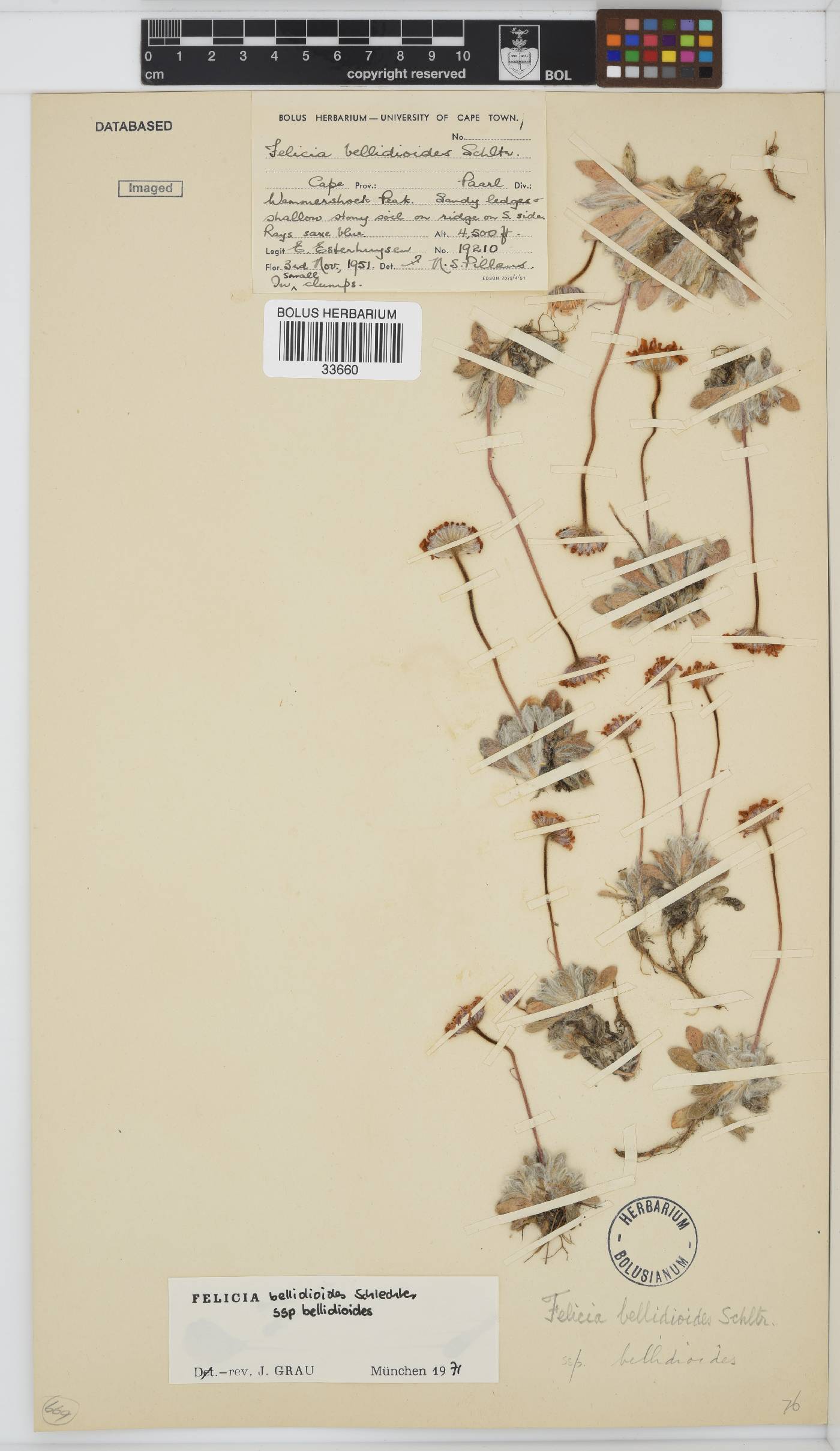 Felicia bellidioides subsp. bellidioides image