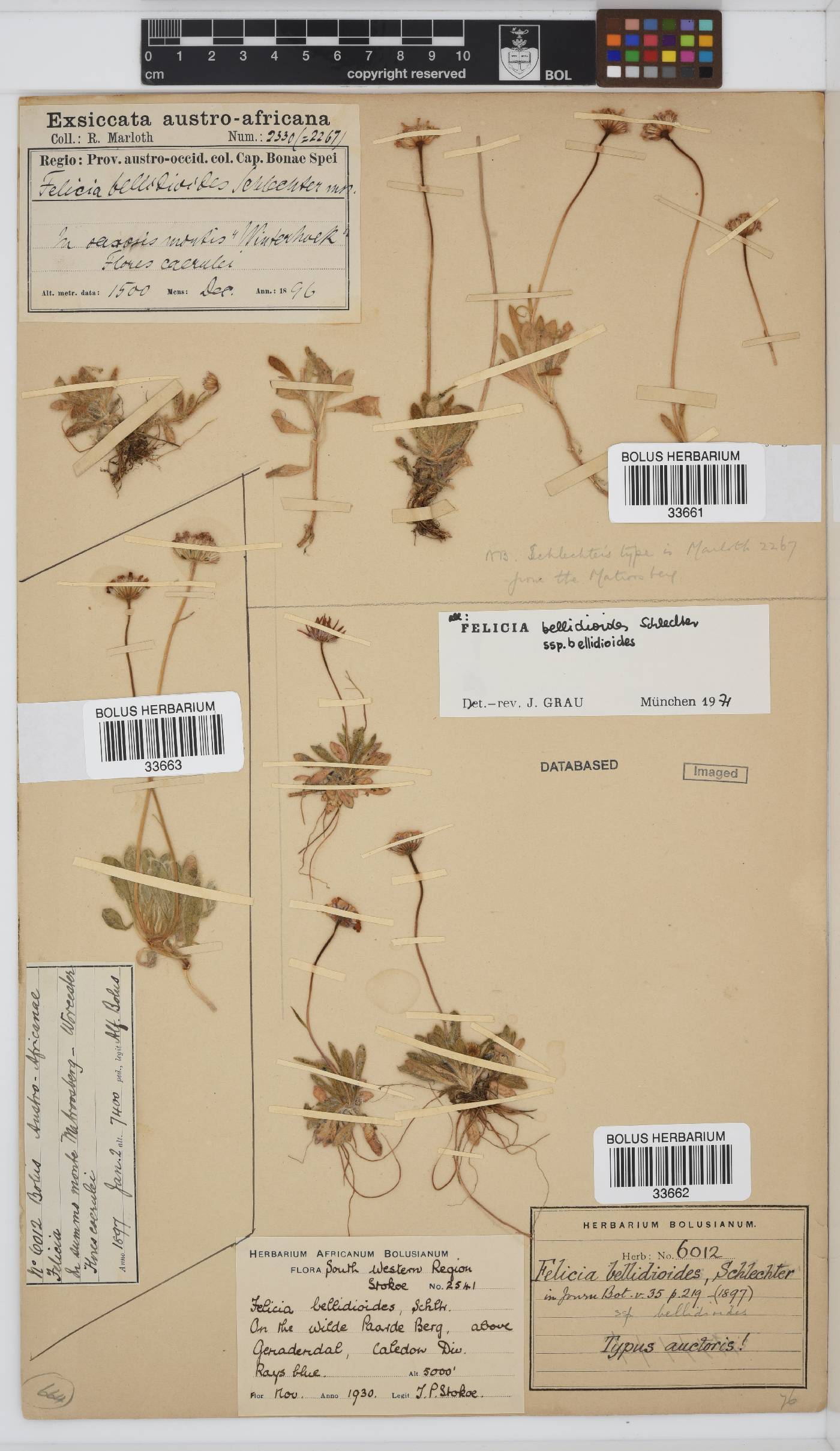 Felicia bellidioides subsp. bellidioides image