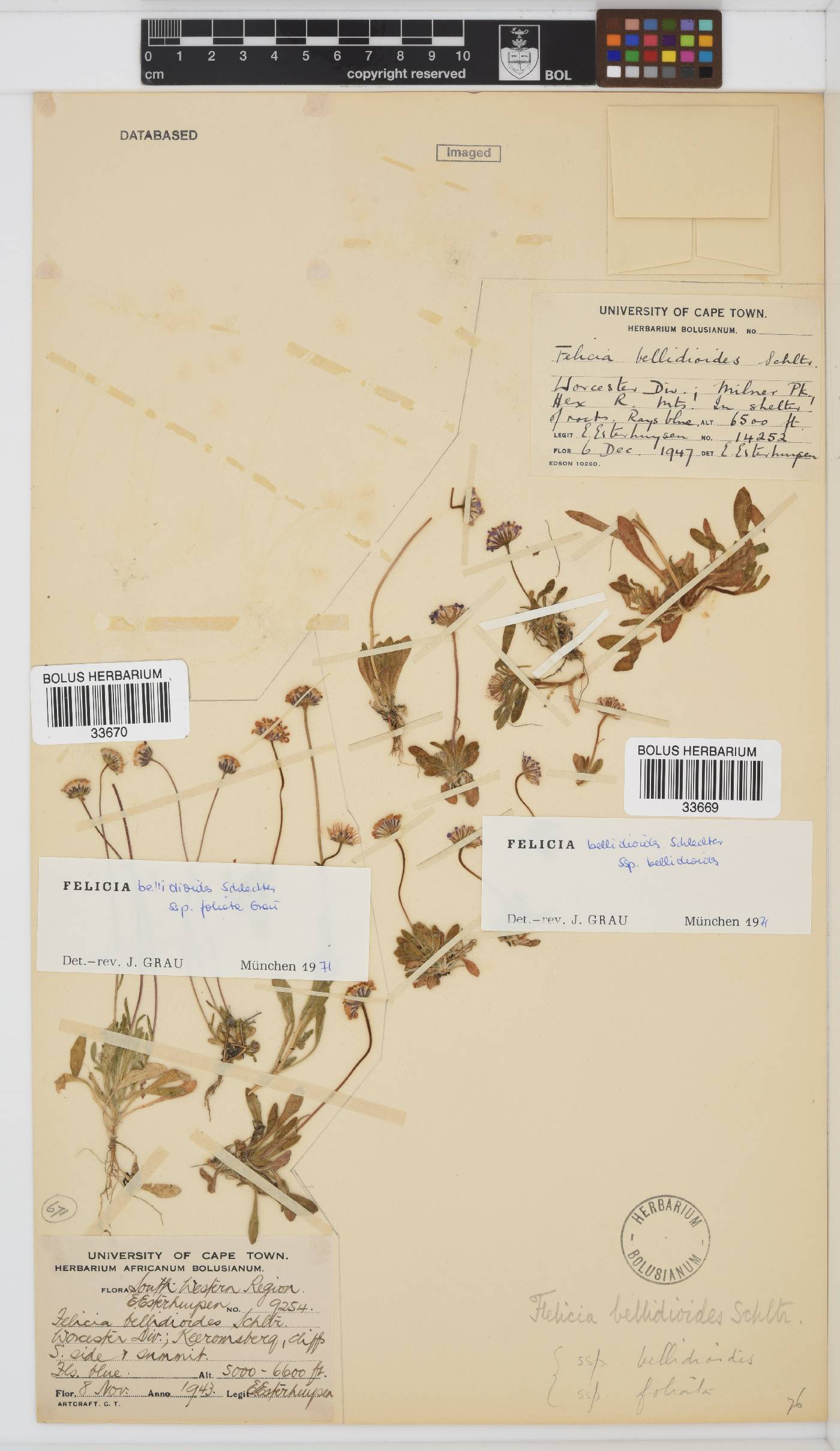 Felicia bellidioides image
