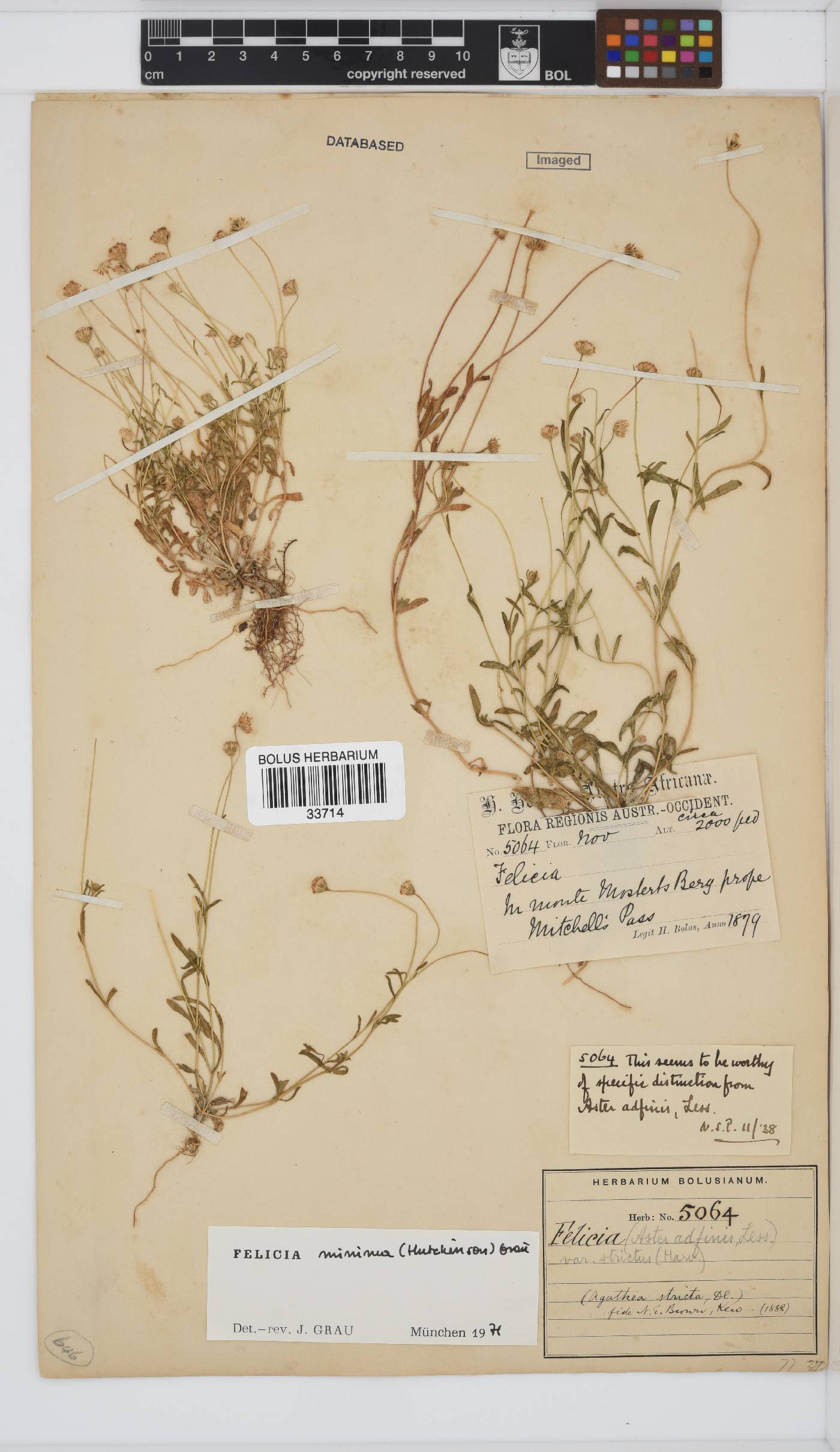 Felicia minima image