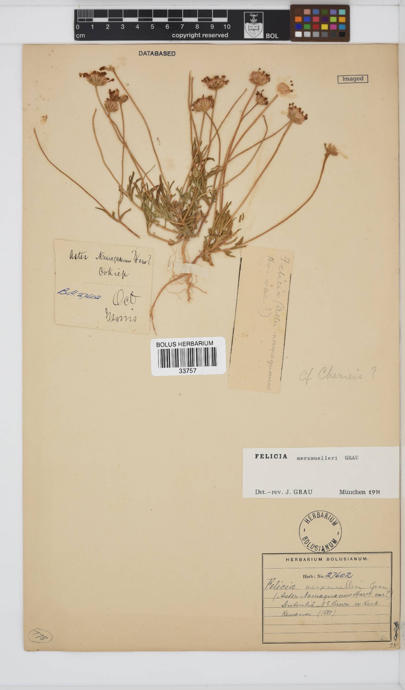 Felicia merxmuelleri image