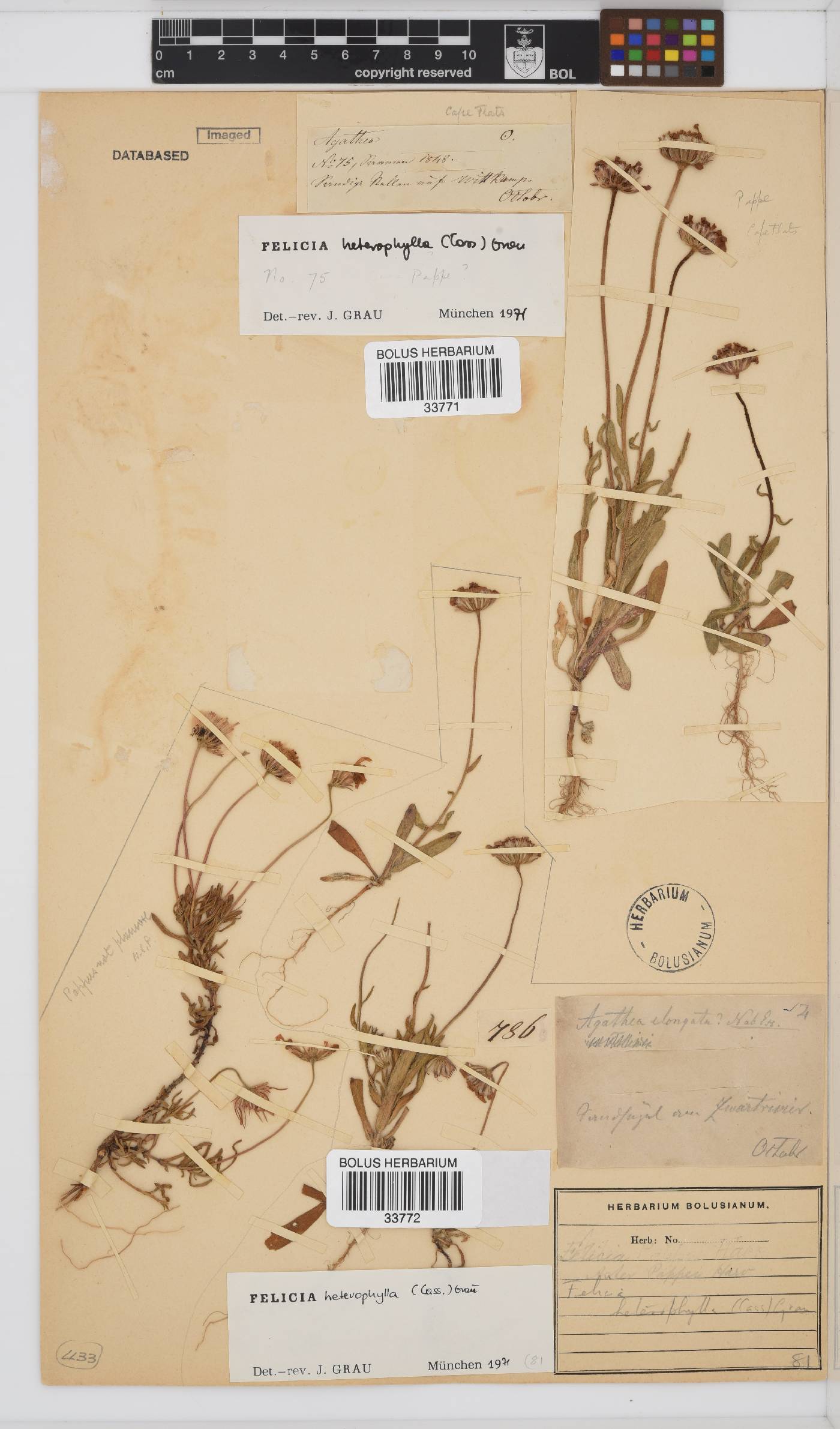 Felicia heterophylla image