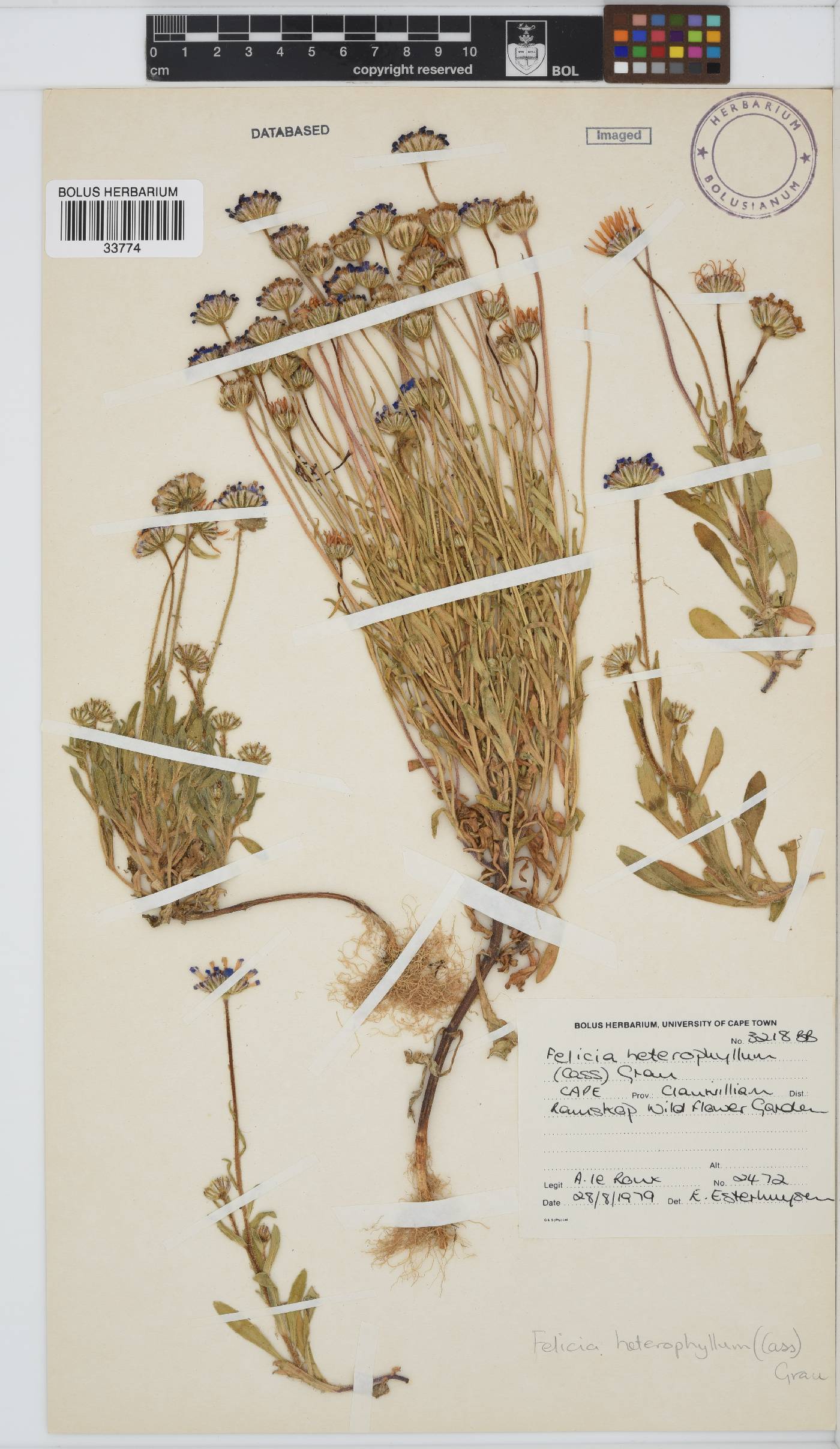 Felicia heterophylla image