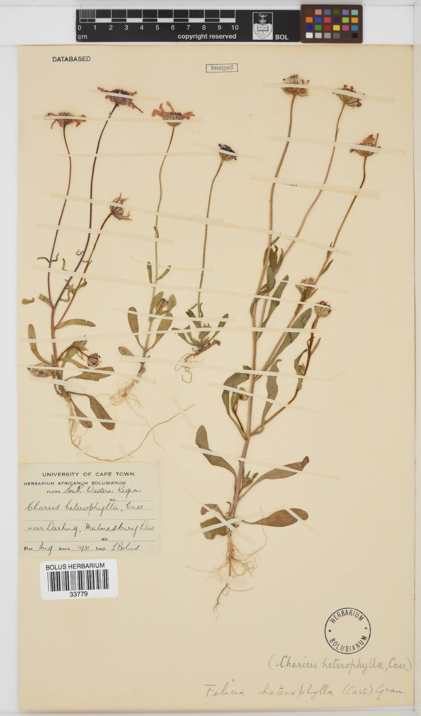 Felicia heterophylla image