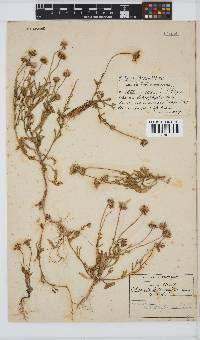 Felicia heterophylla image