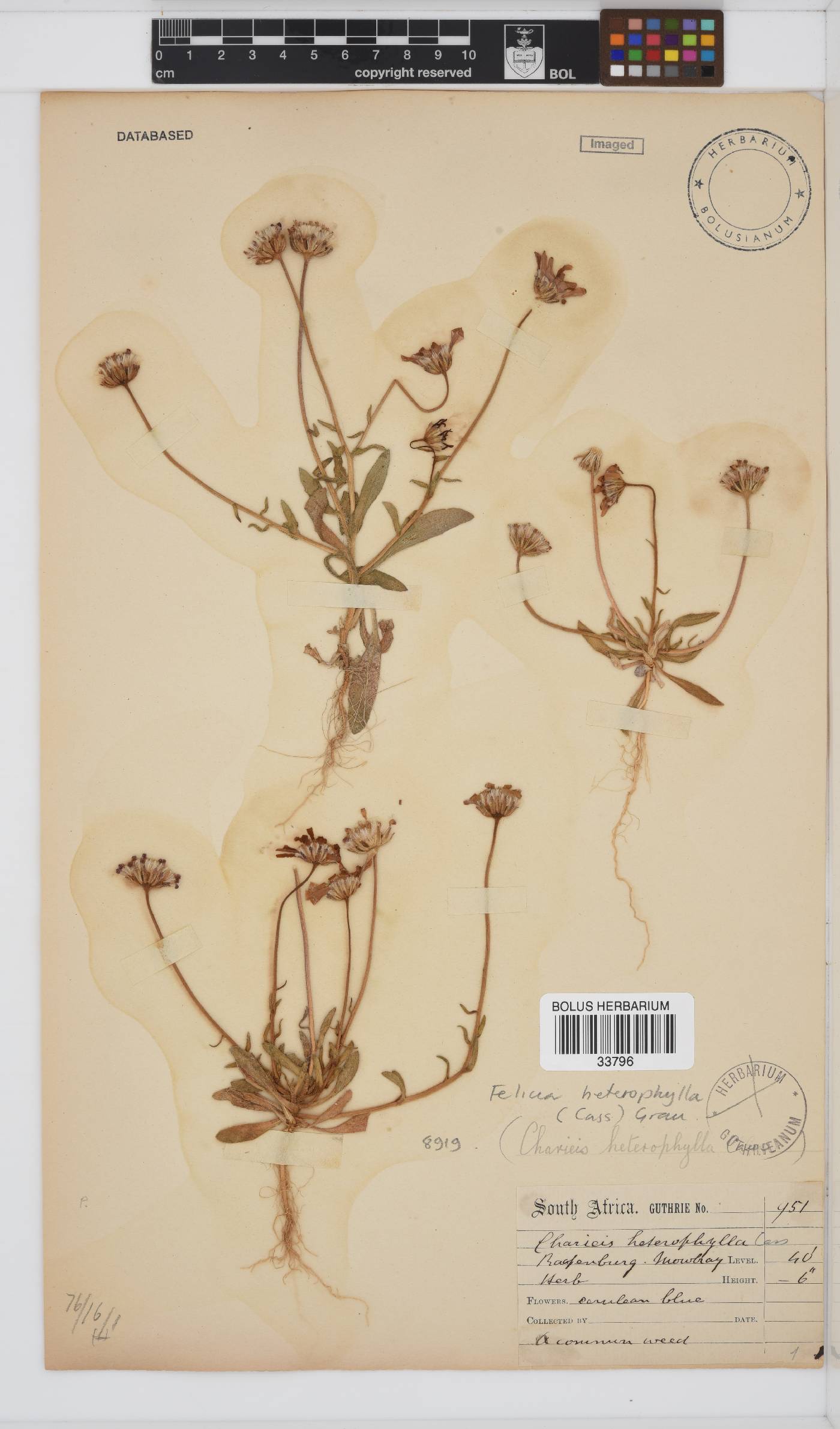 Felicia heterophylla image