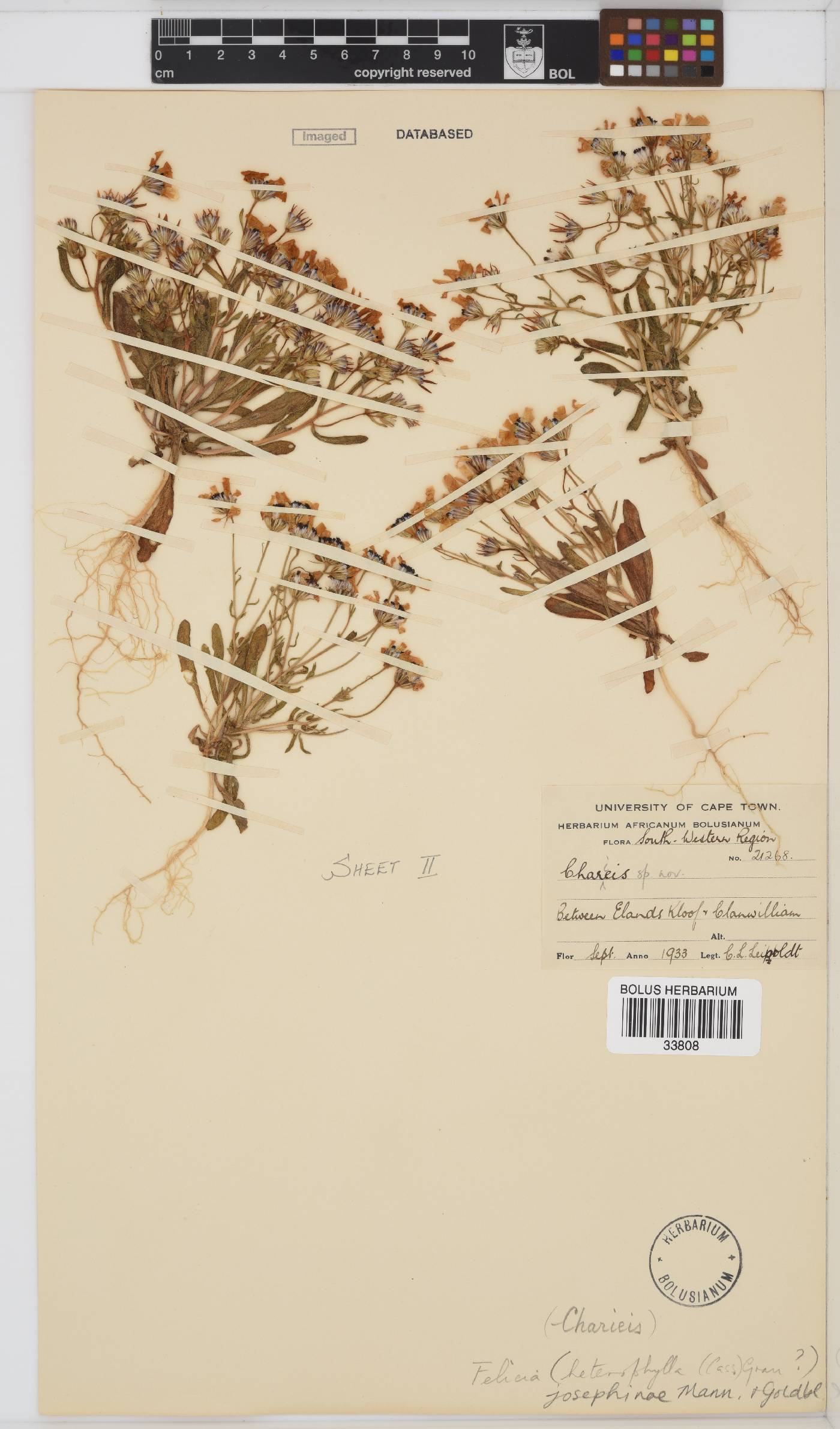 Felicia heterophylla image