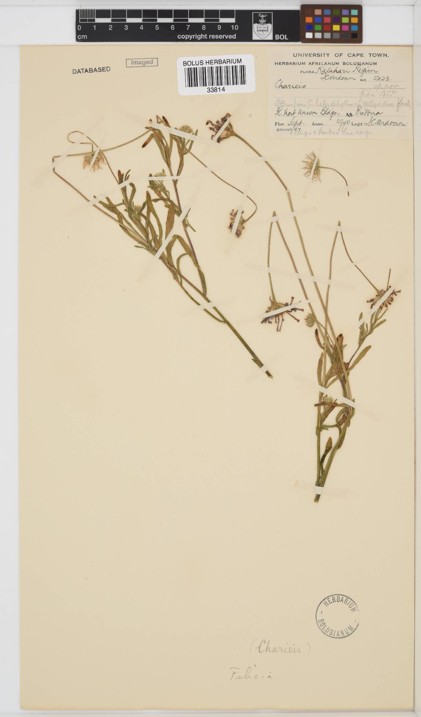 Felicia heterophylla image
