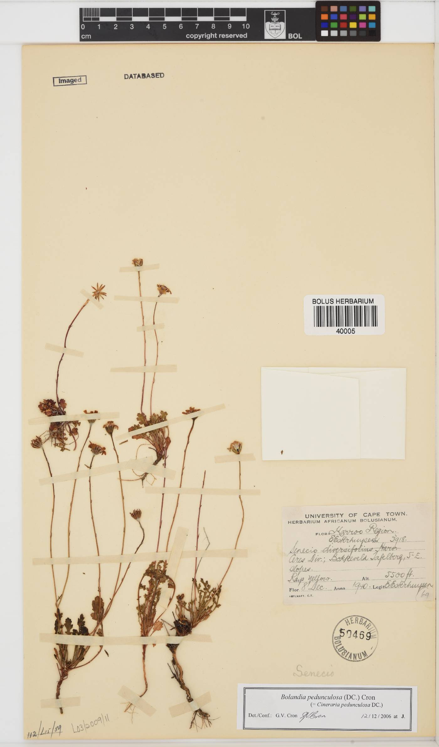 Bolandia pedunculosa image