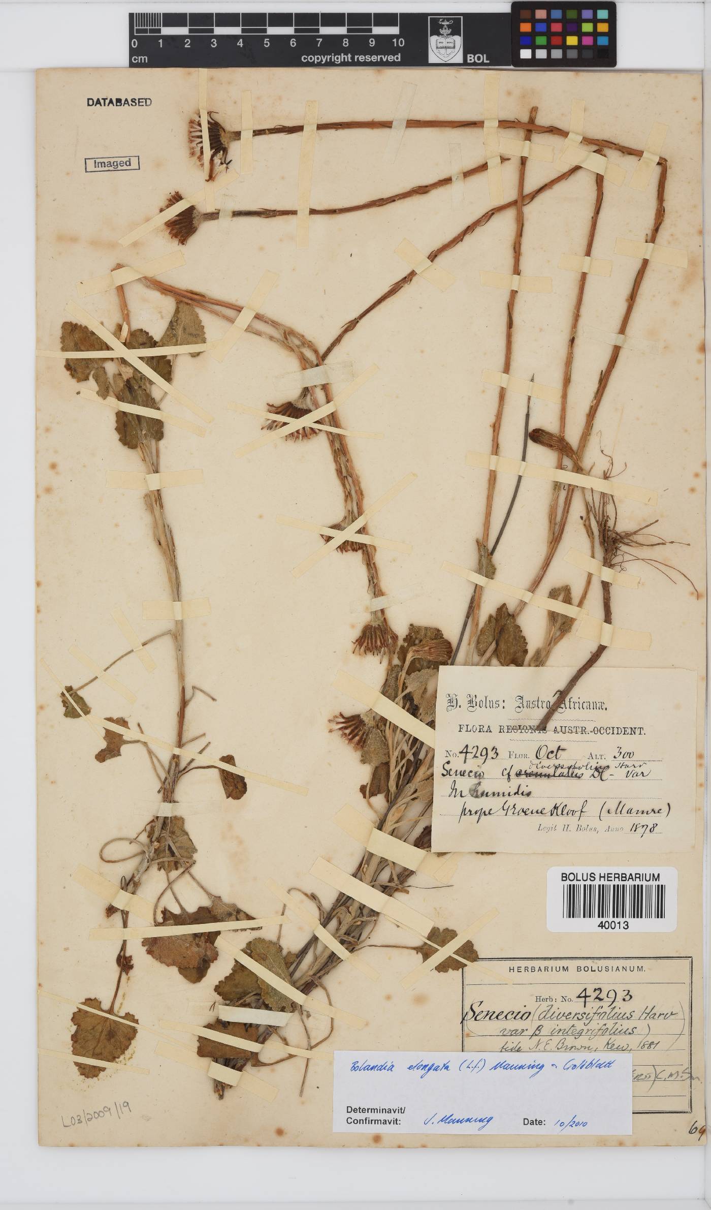 Bolandia elongata image