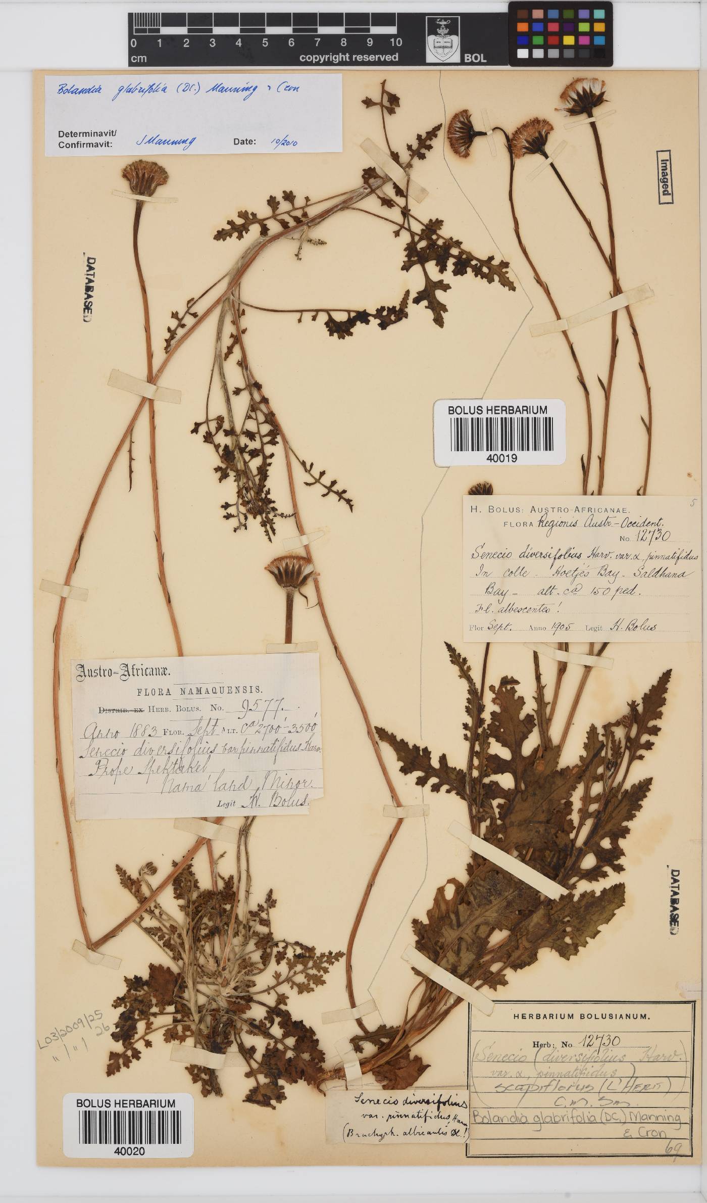 Bolandia glabrifolia image