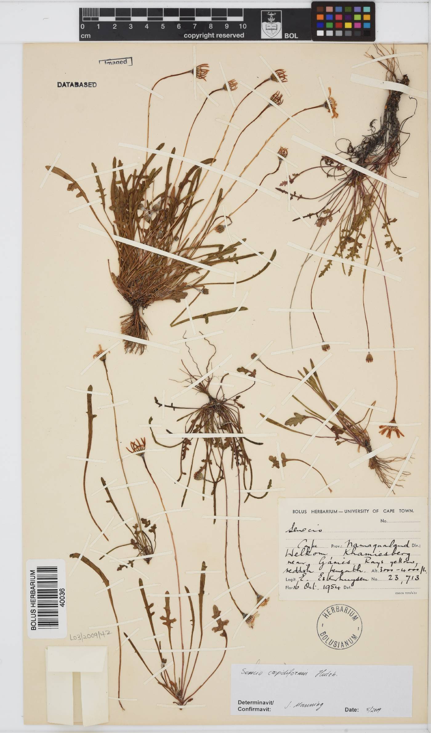Senecio crepidiformis image