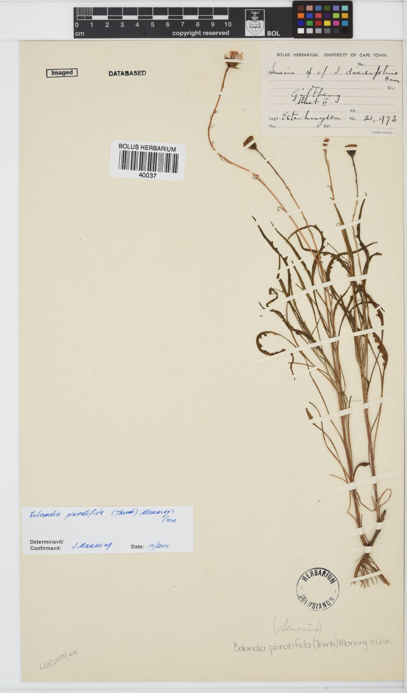 Bolandia pinnatifida image