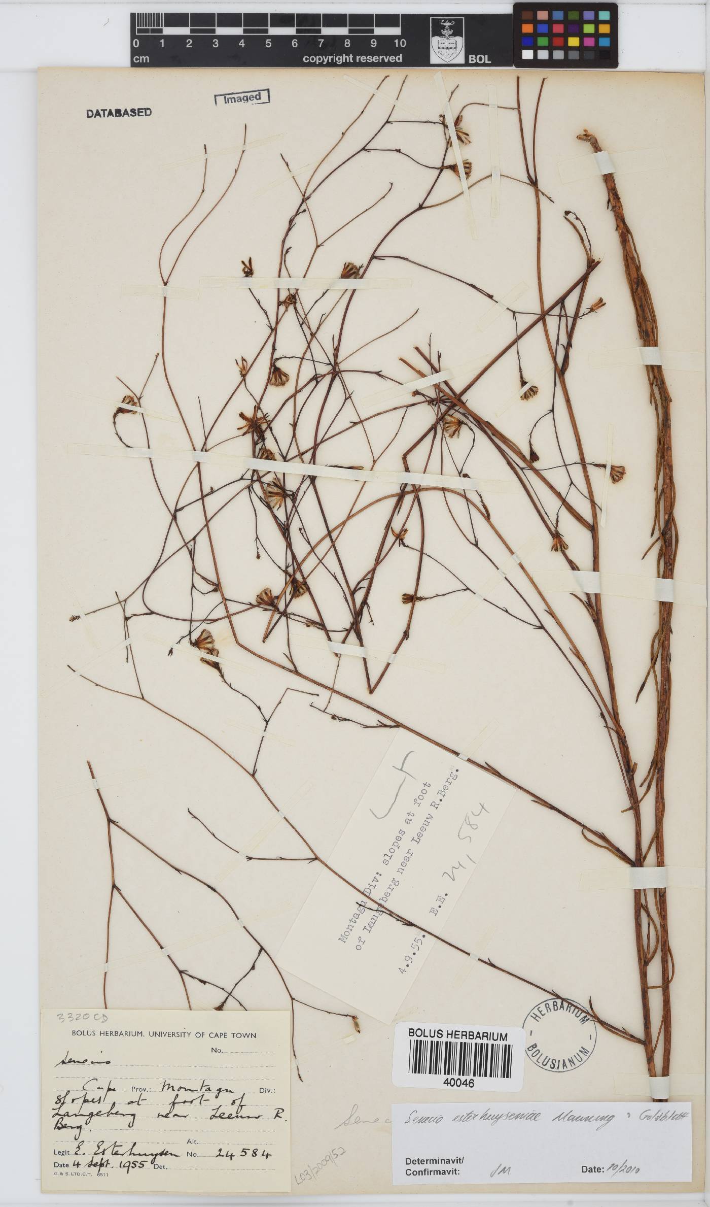 Senecio esterhuyseniae image
