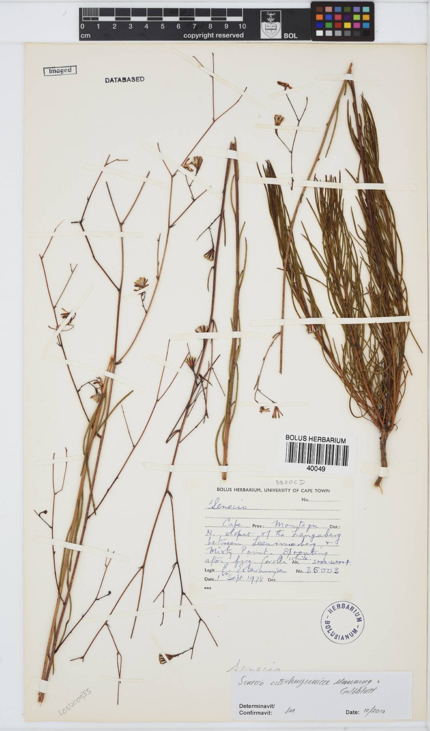 Senecio esterhuyseniae image