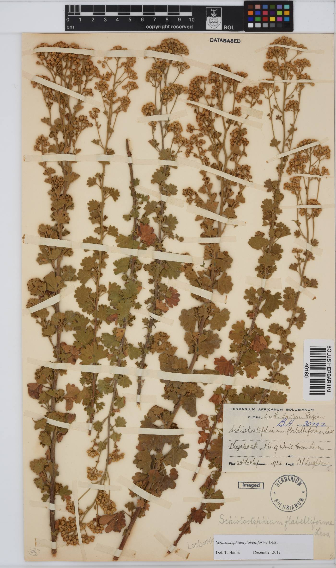 Schistostephium flabelliforme image