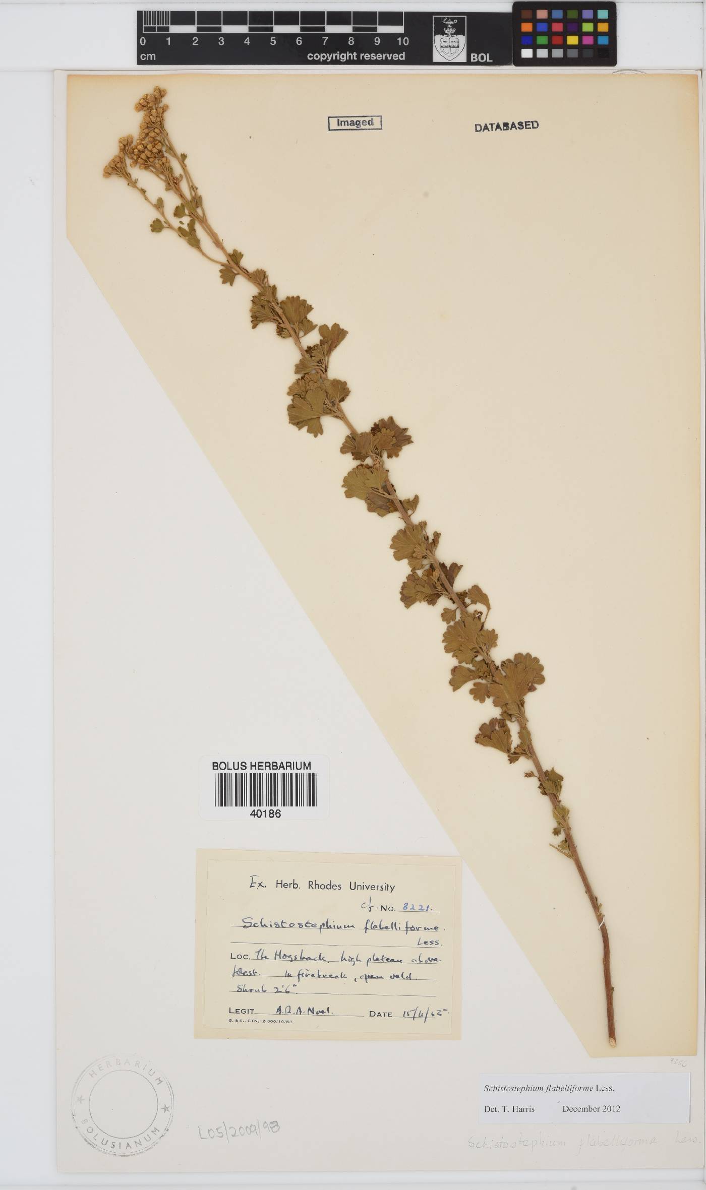Schistostephium flabelliforme image