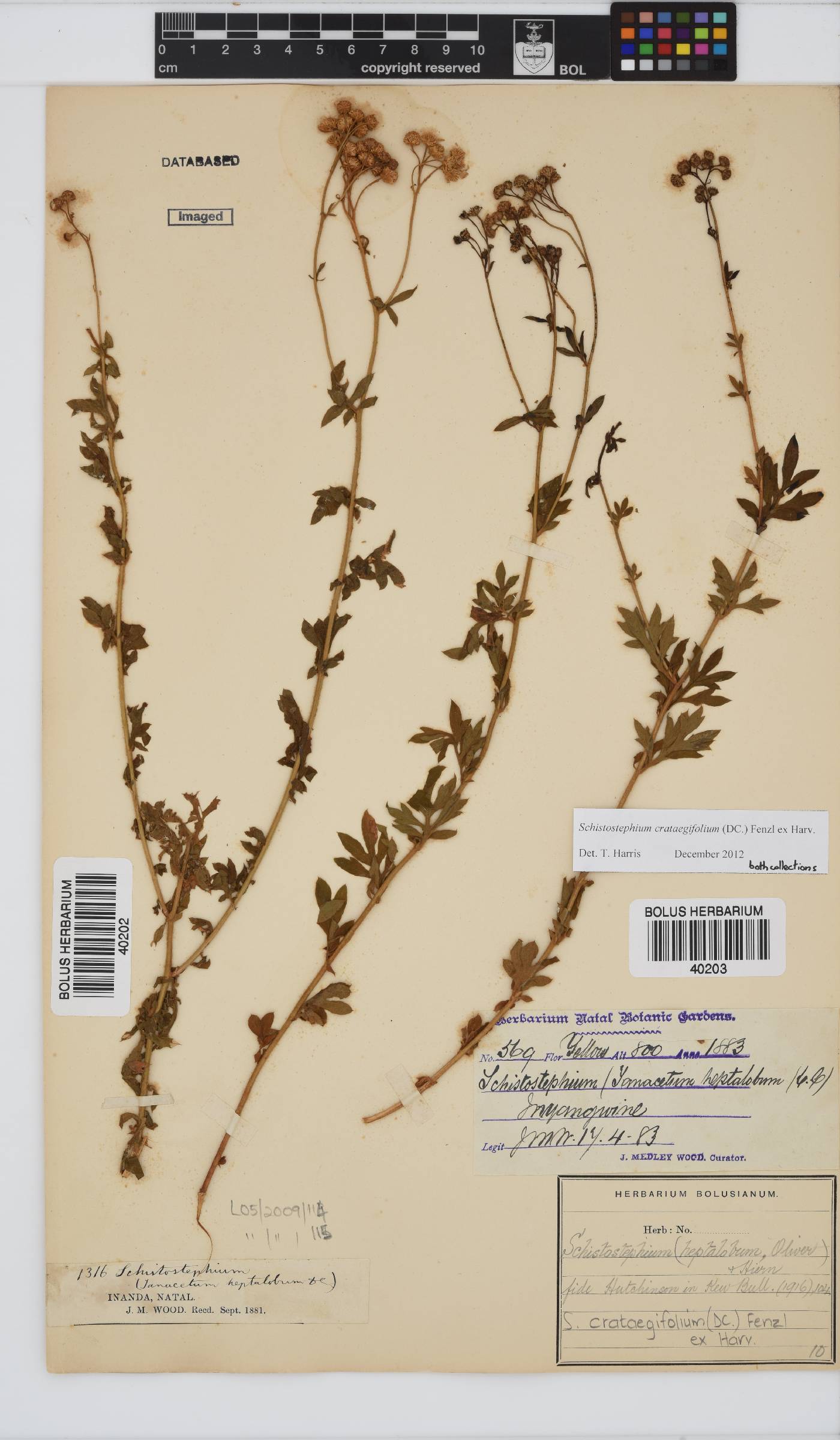 Schistostephium crataegifolium image