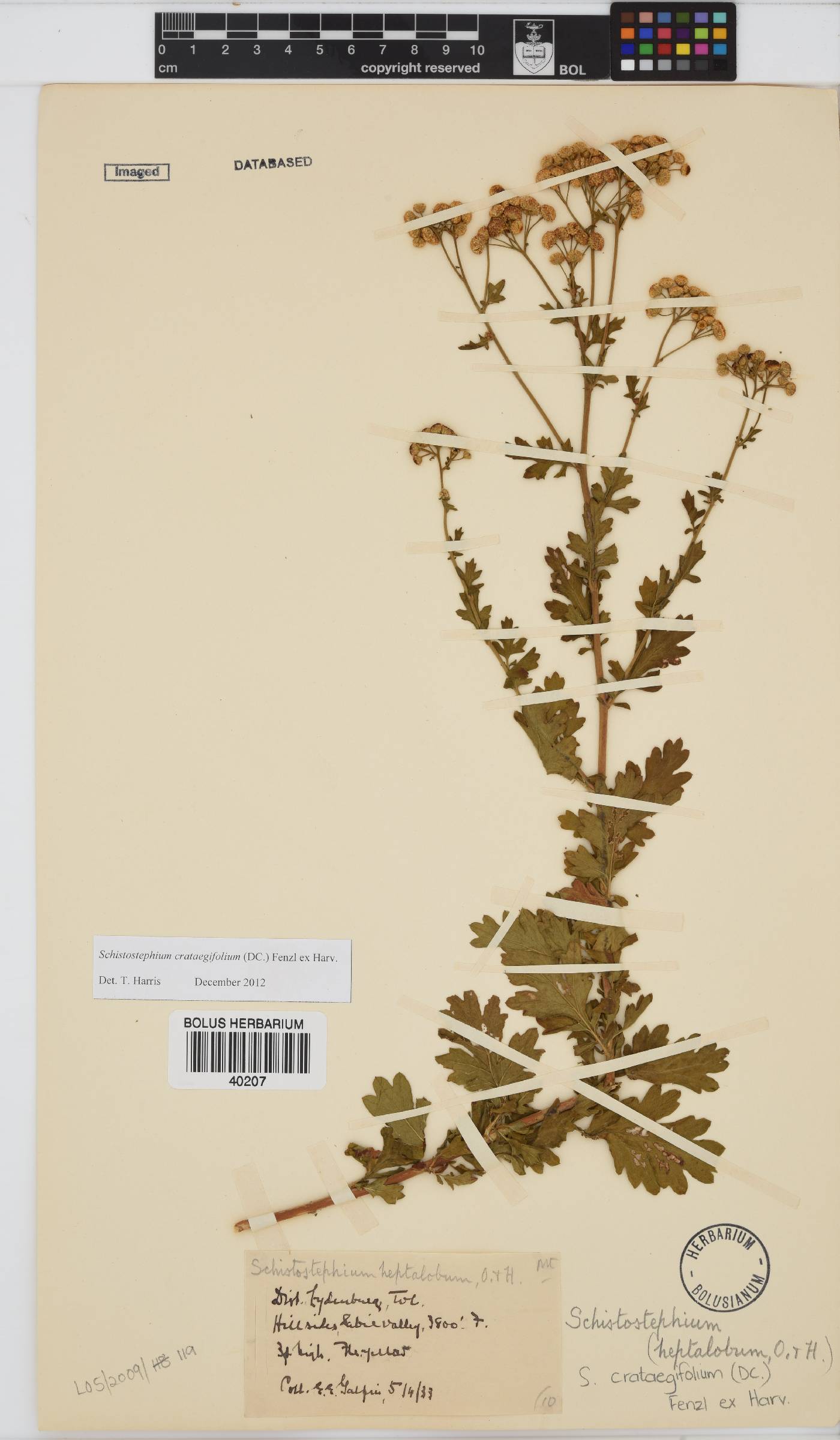 Schistostephium crataegifolium image