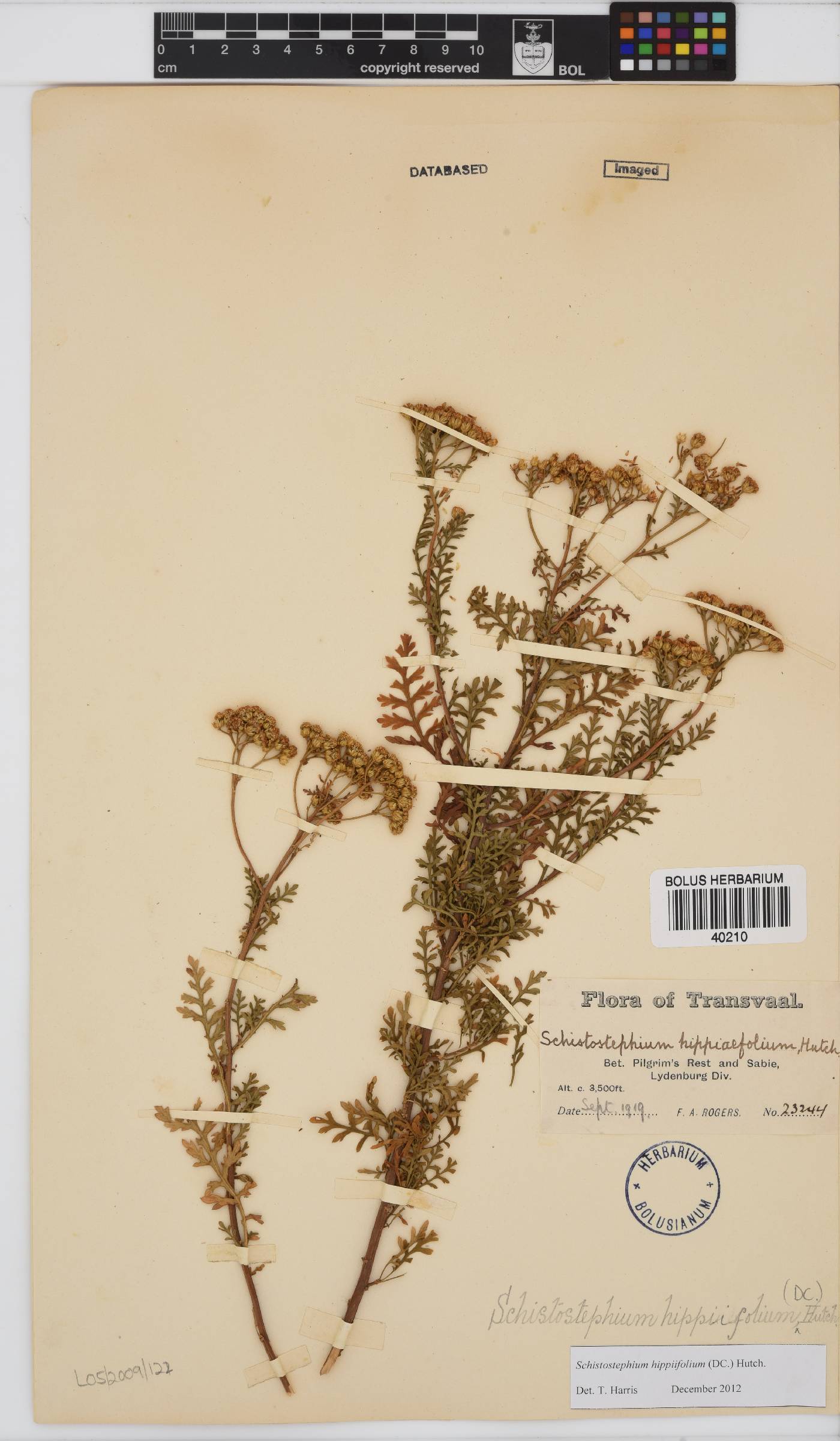 Schistostephium hippiifolium image