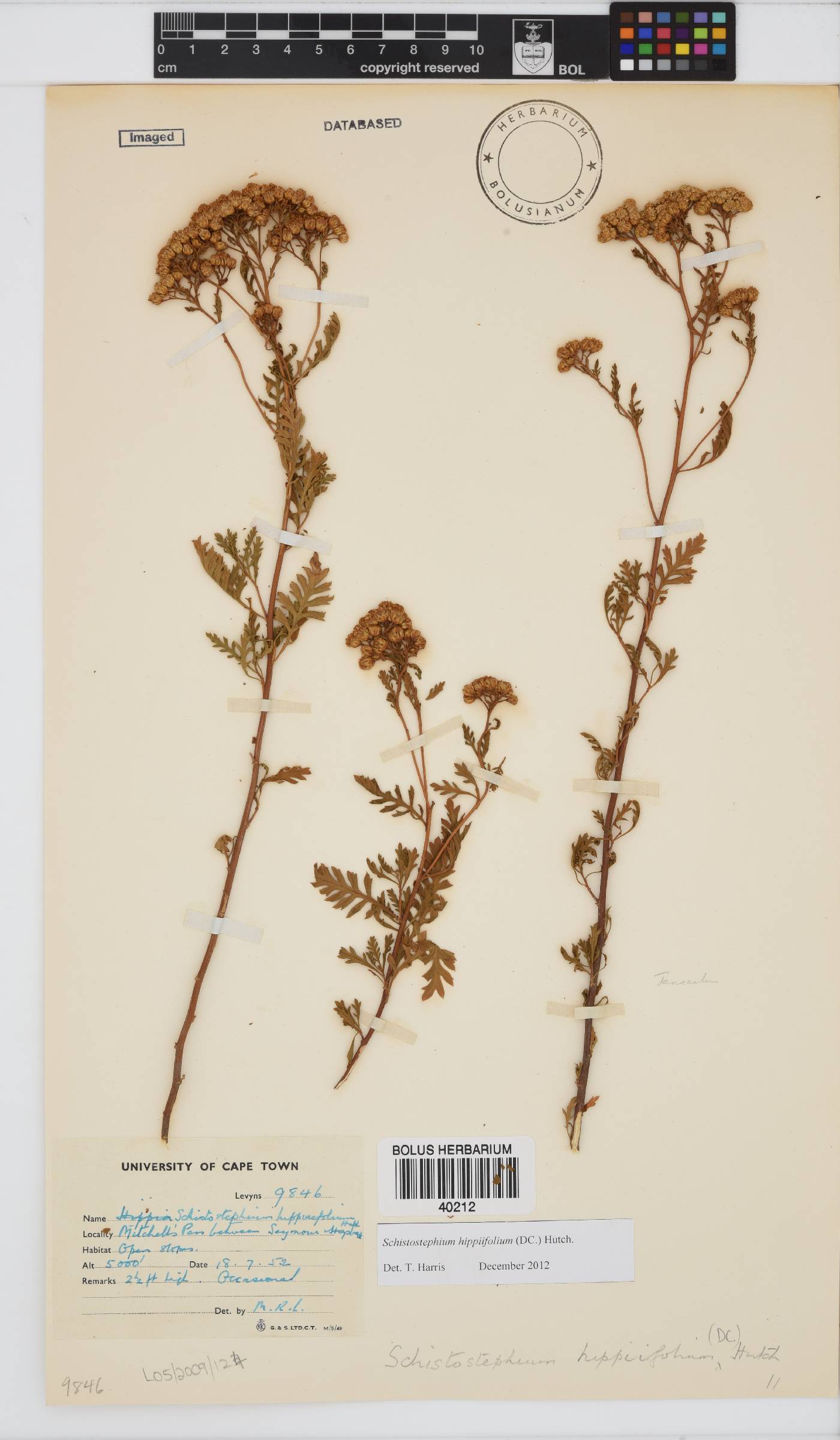 Schistostephium hippiifolium image