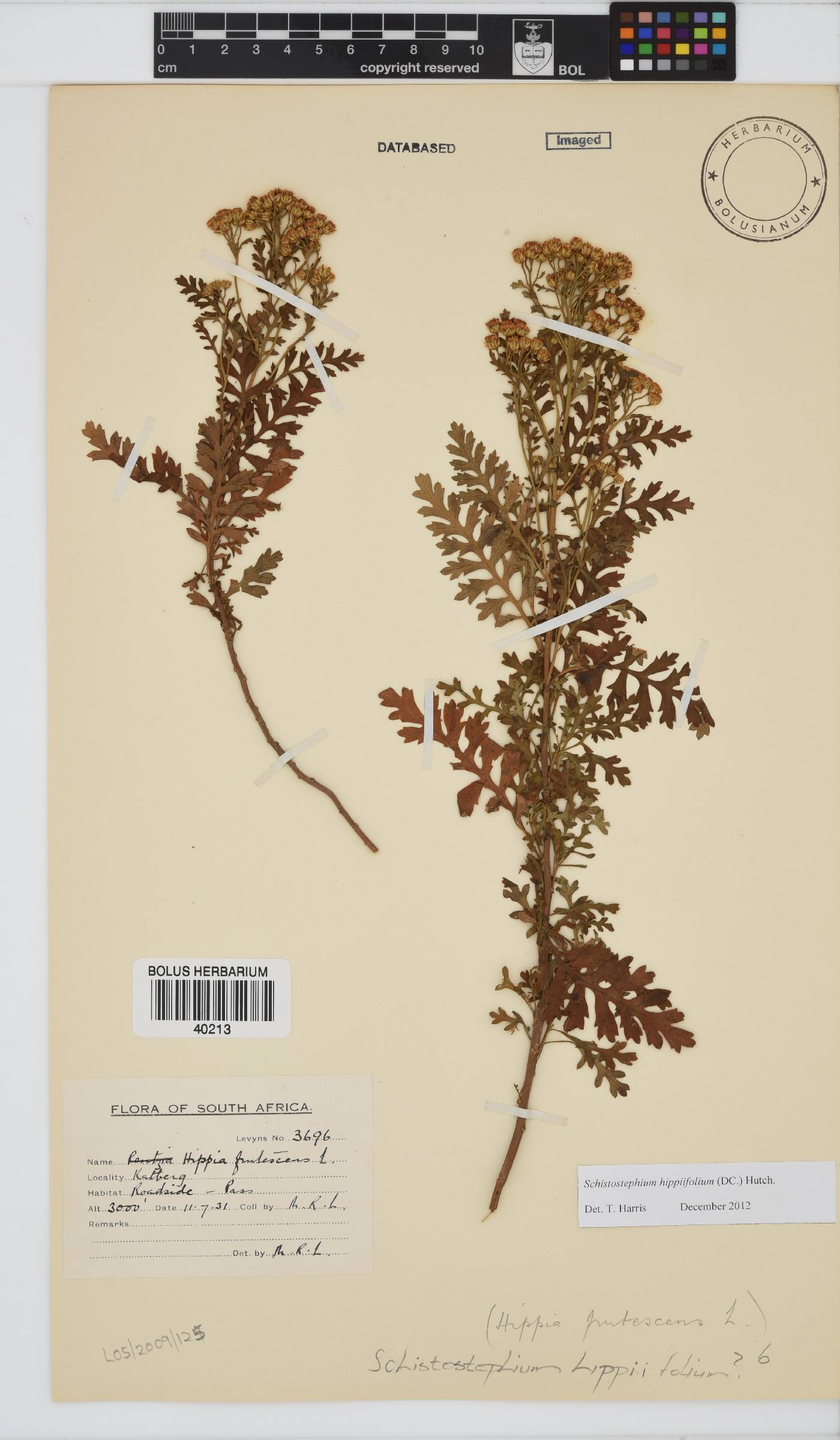 Schistostephium hippiifolium image