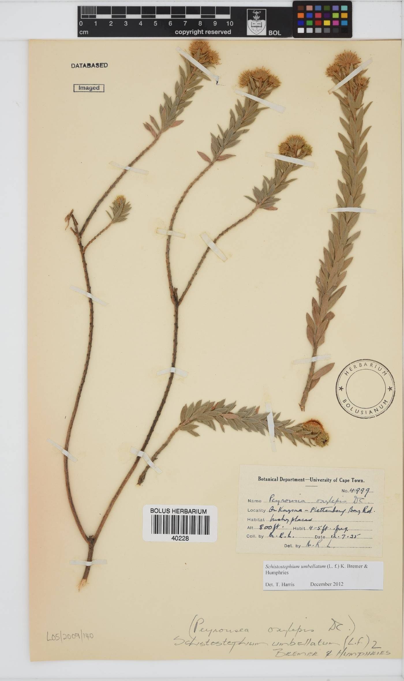 Schistostephium image