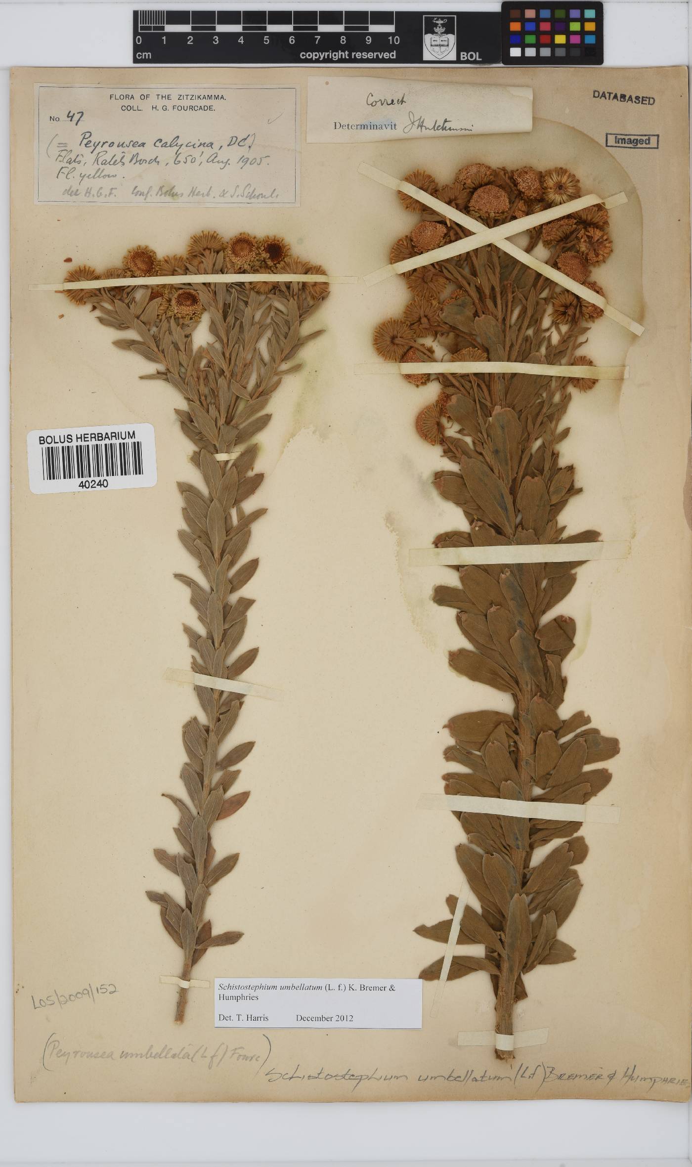 Schistostephium image