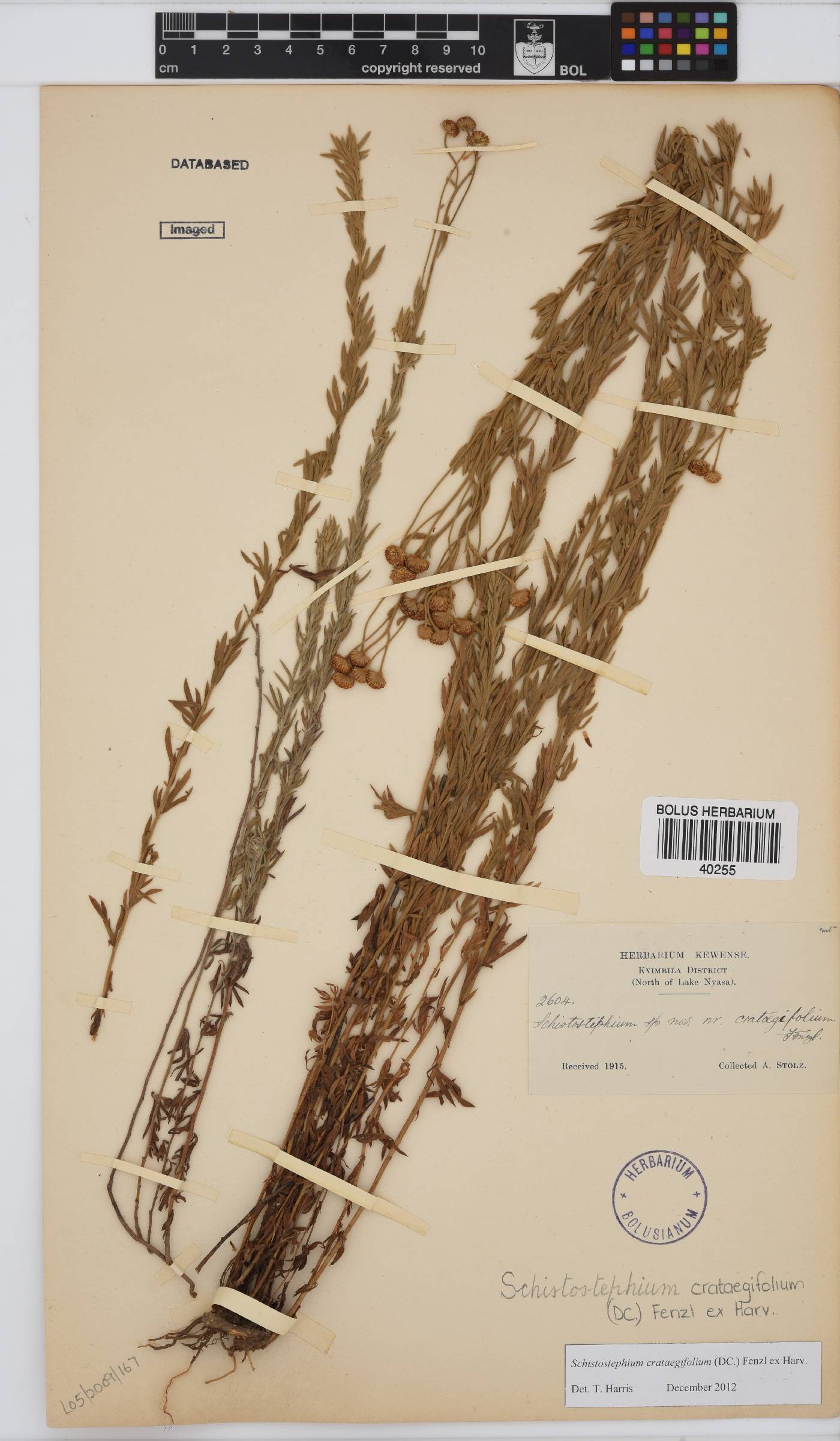 Schistostephium crataegifolium image