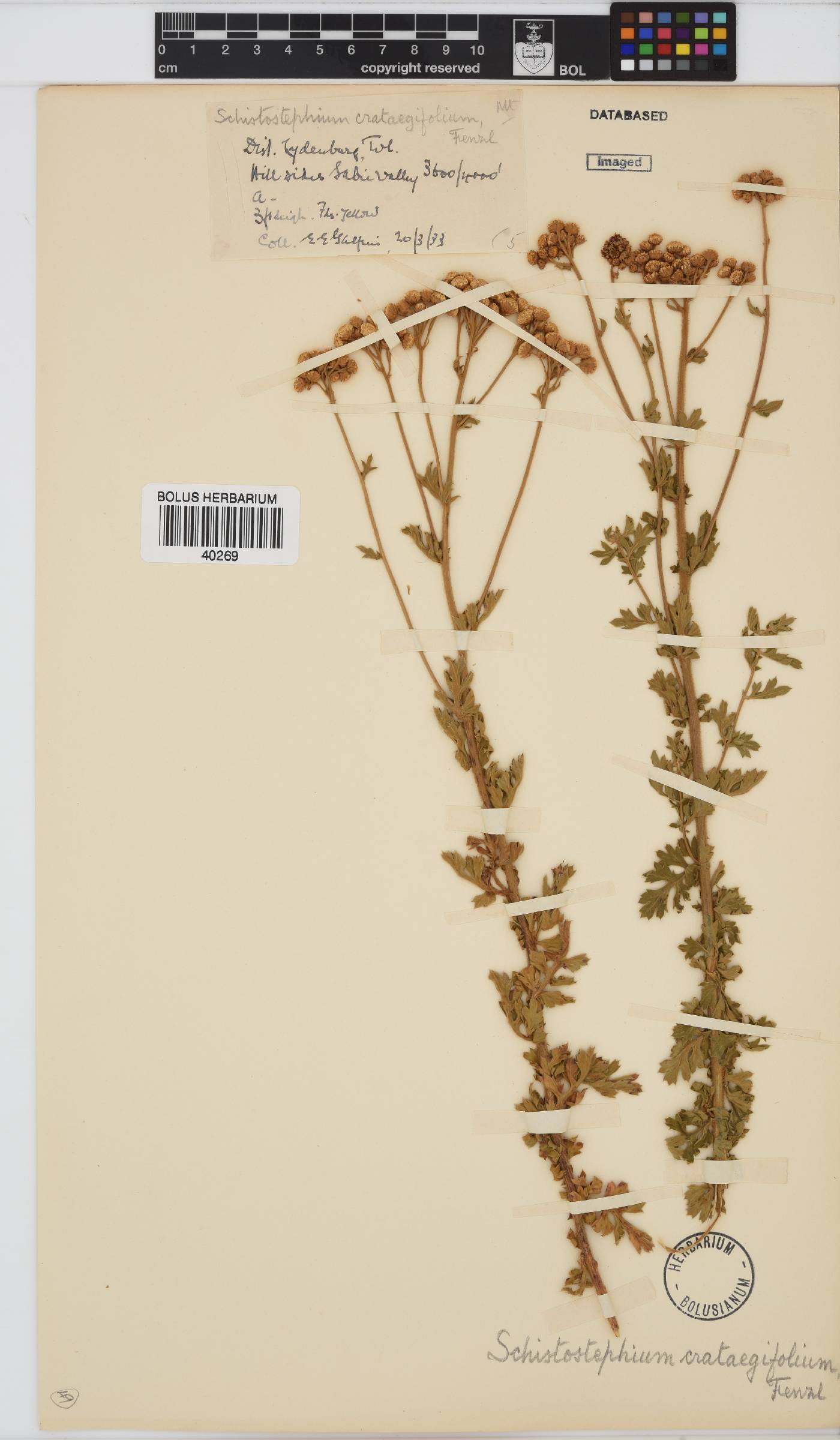 Schistostephium crataegifolium image