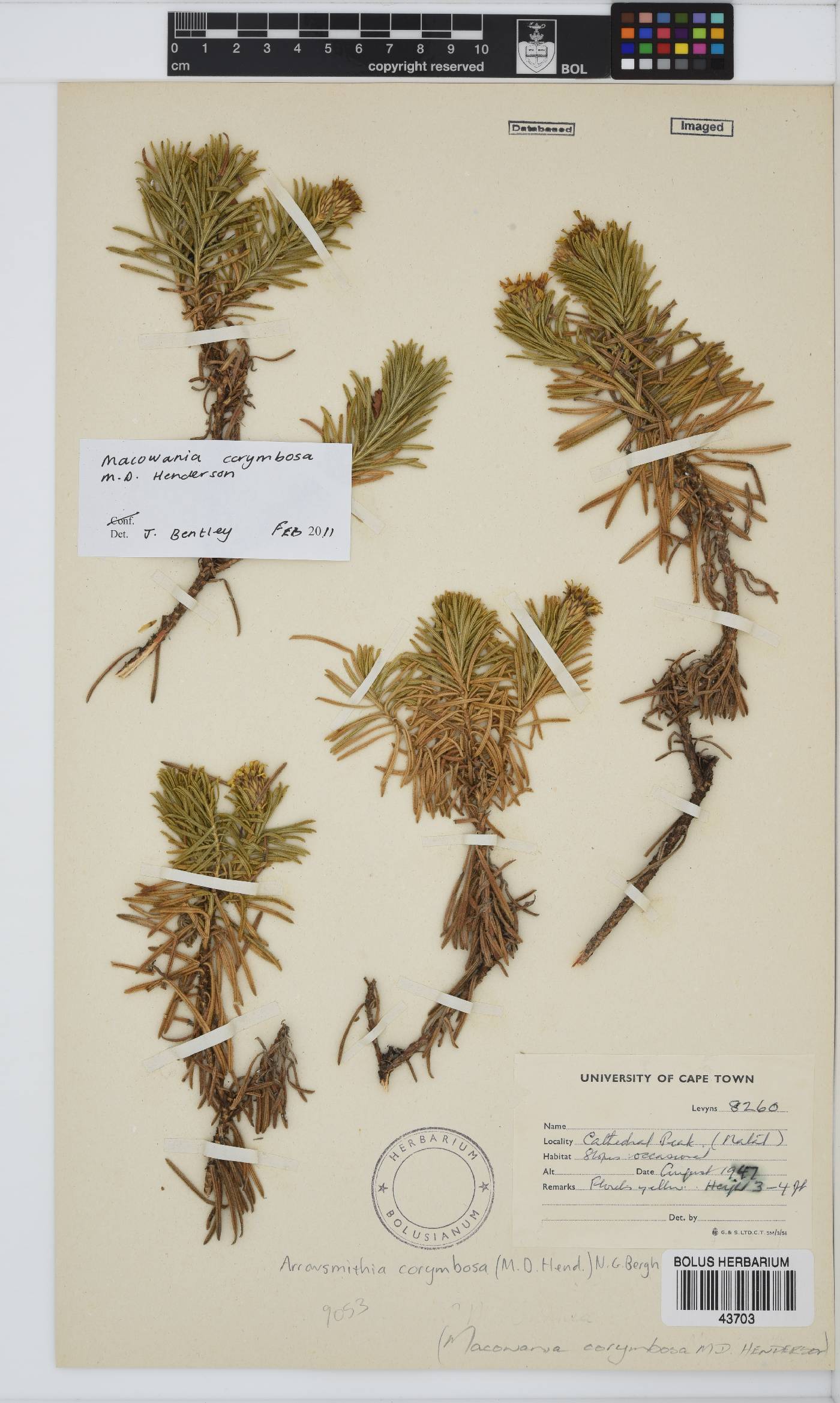 Arrowsmithia corymbosa image
