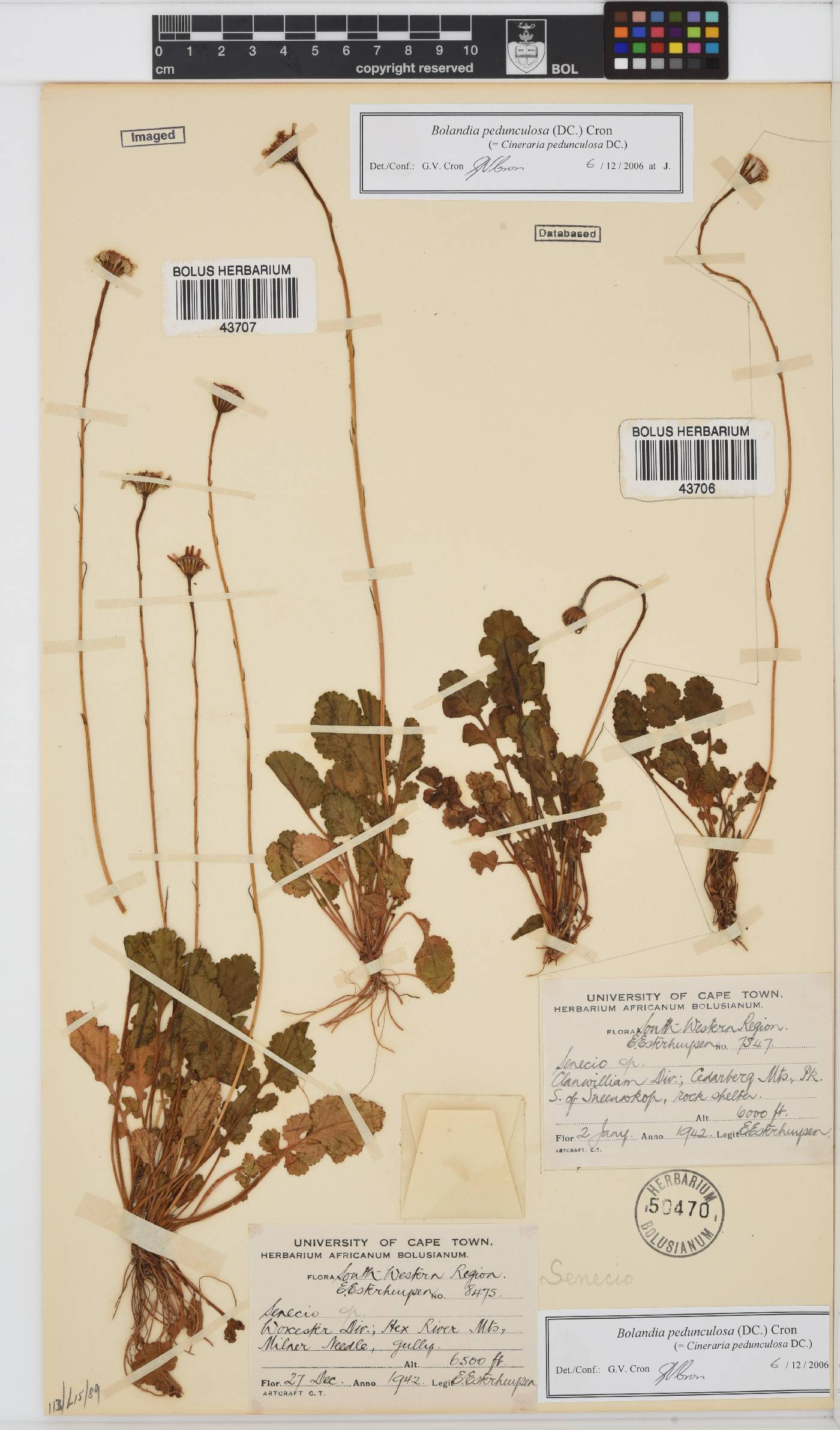 Bolandia pedunculosa image