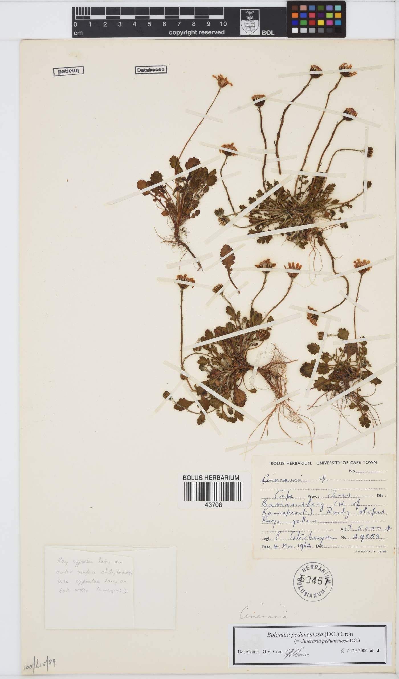 Bolandia pedunculosa image