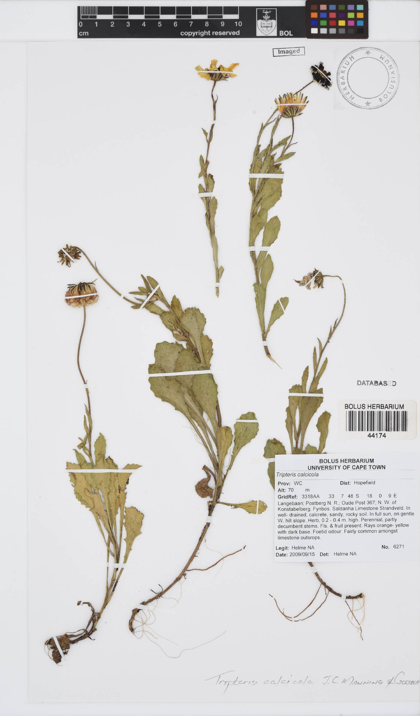 Osteospermum calcicola image
