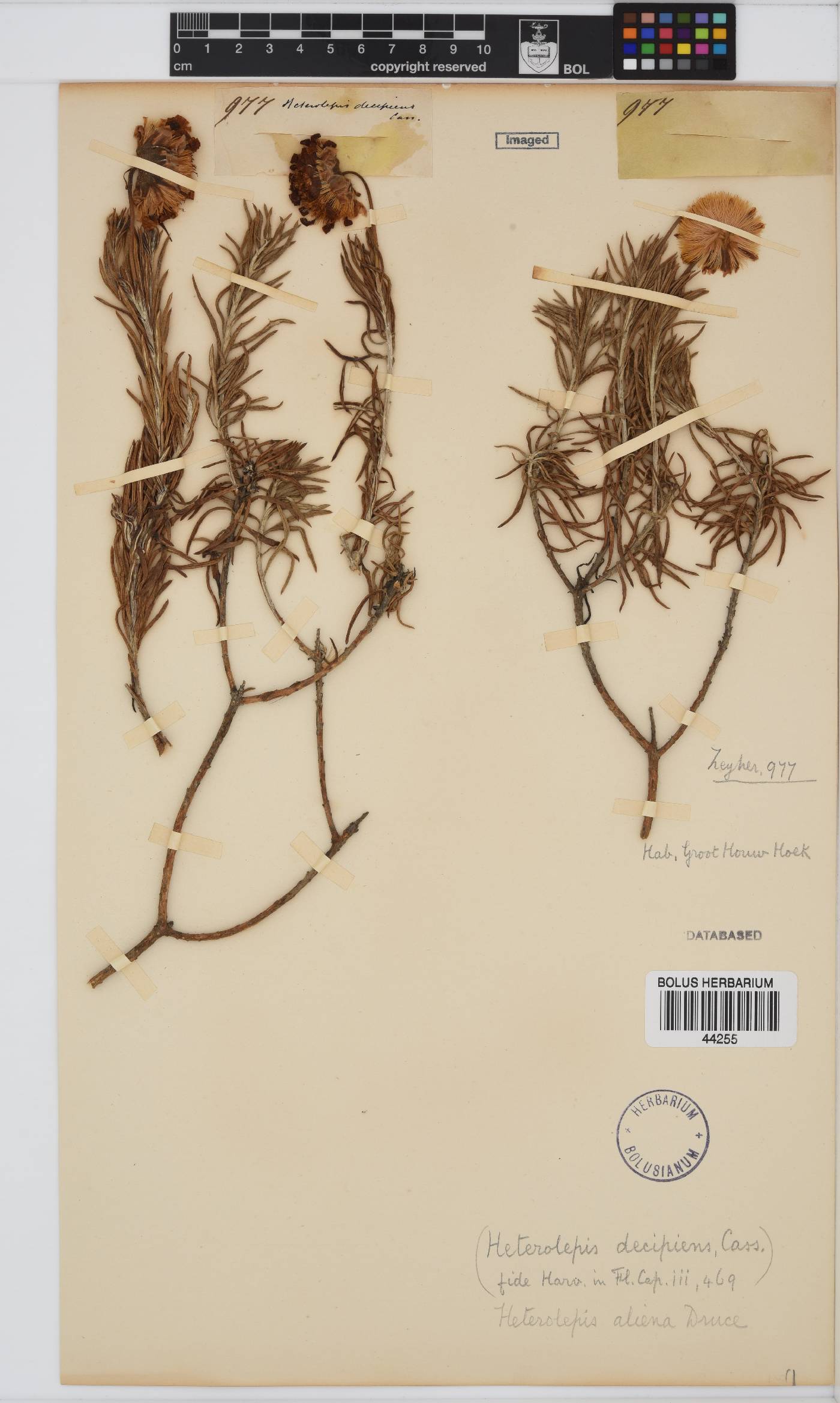 Heterolepis aliena image