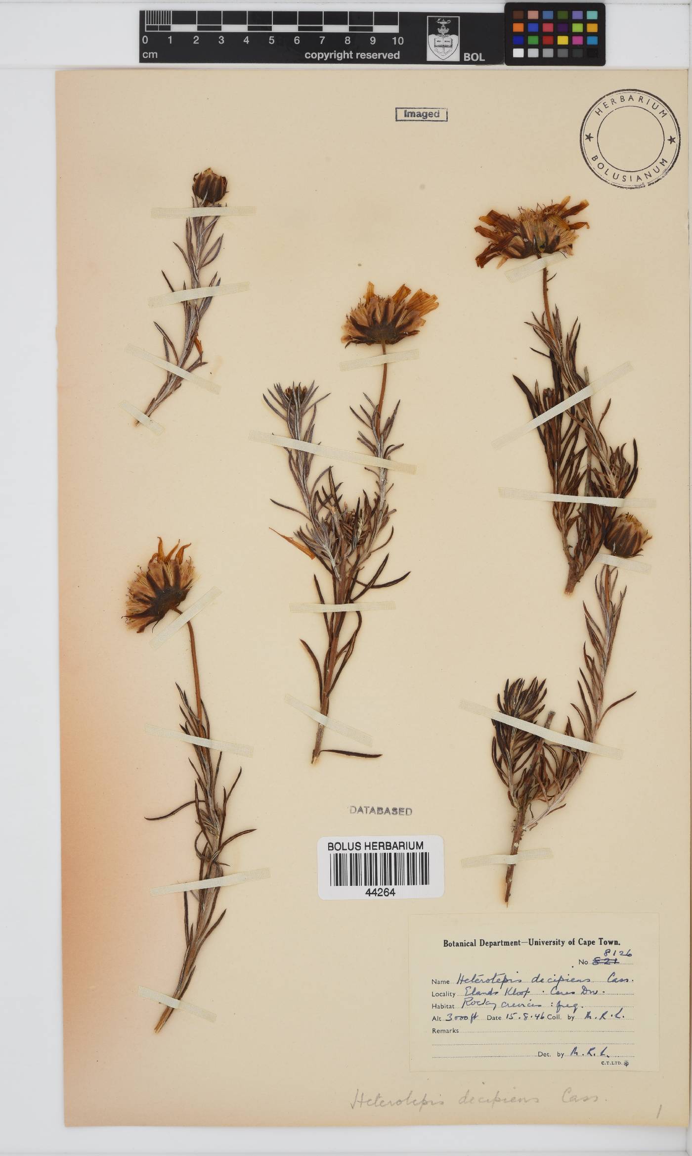 Heterolepis aliena image