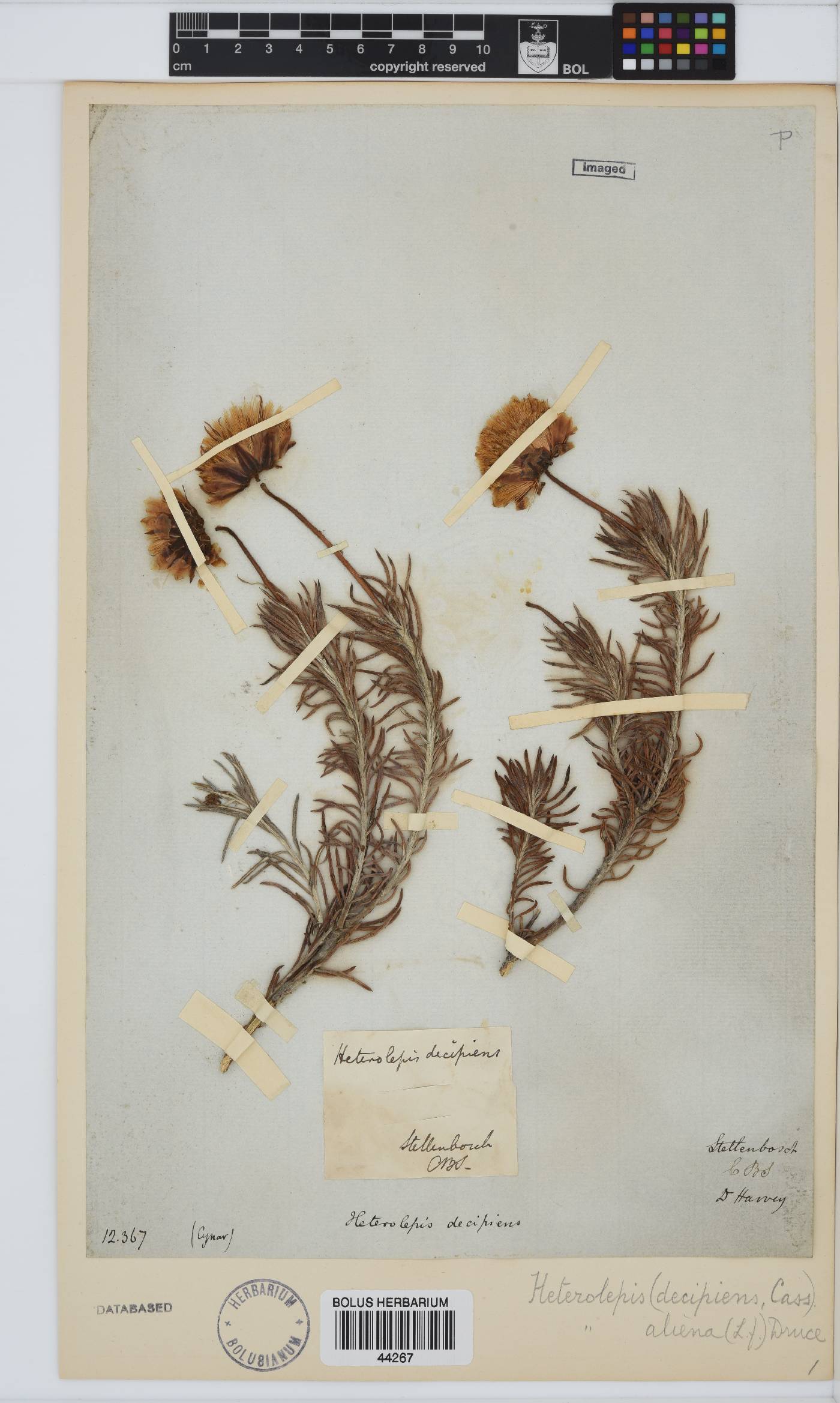 Heterolepis aliena image