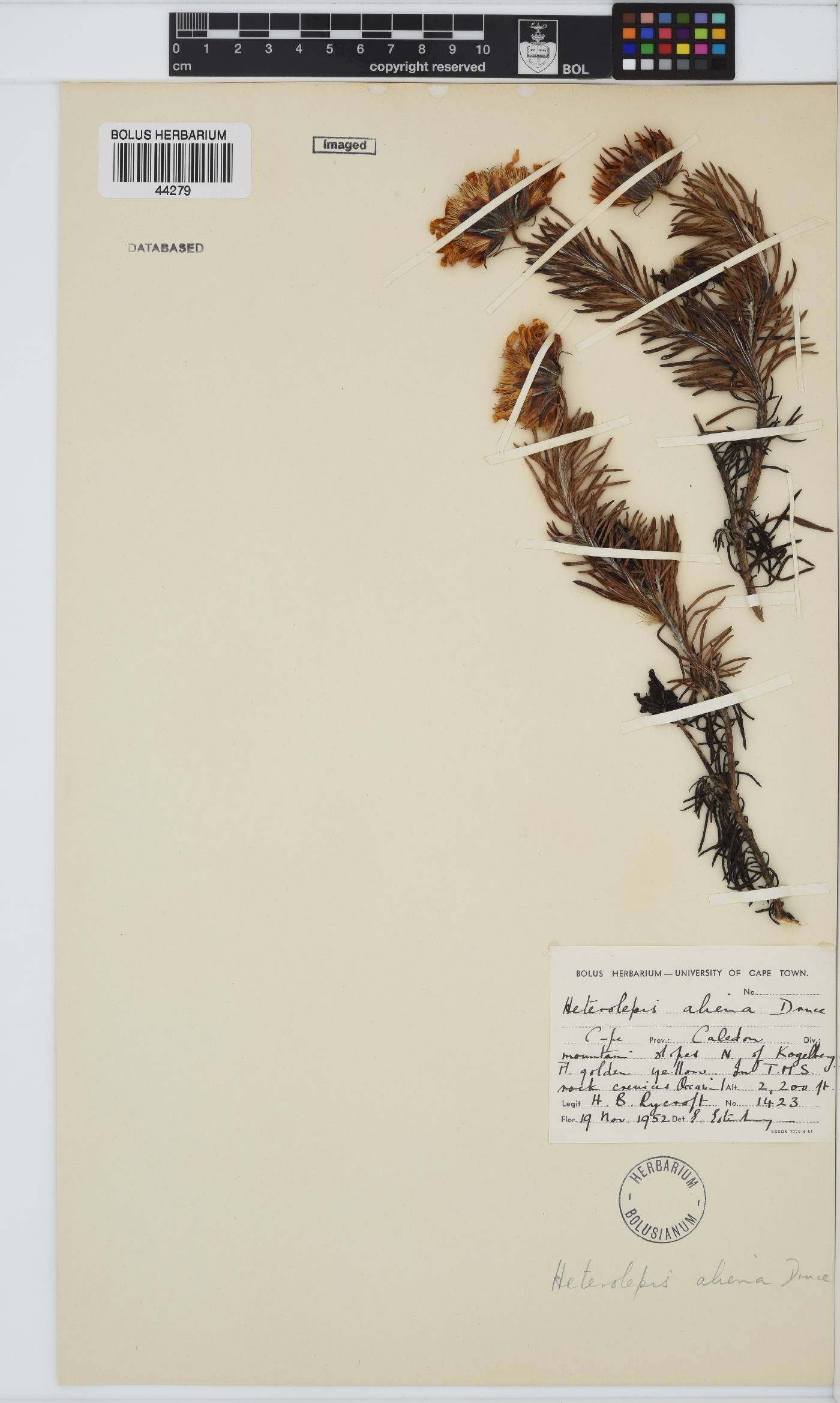 Heterolepis image