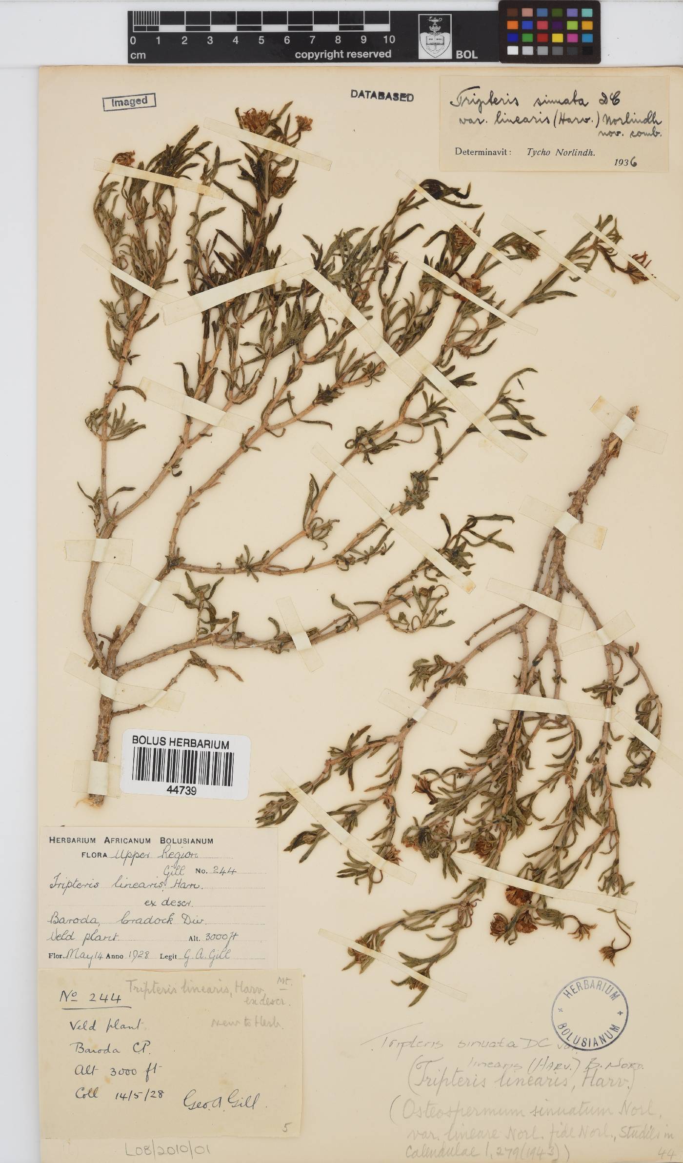 Osteospermum sinuatum image