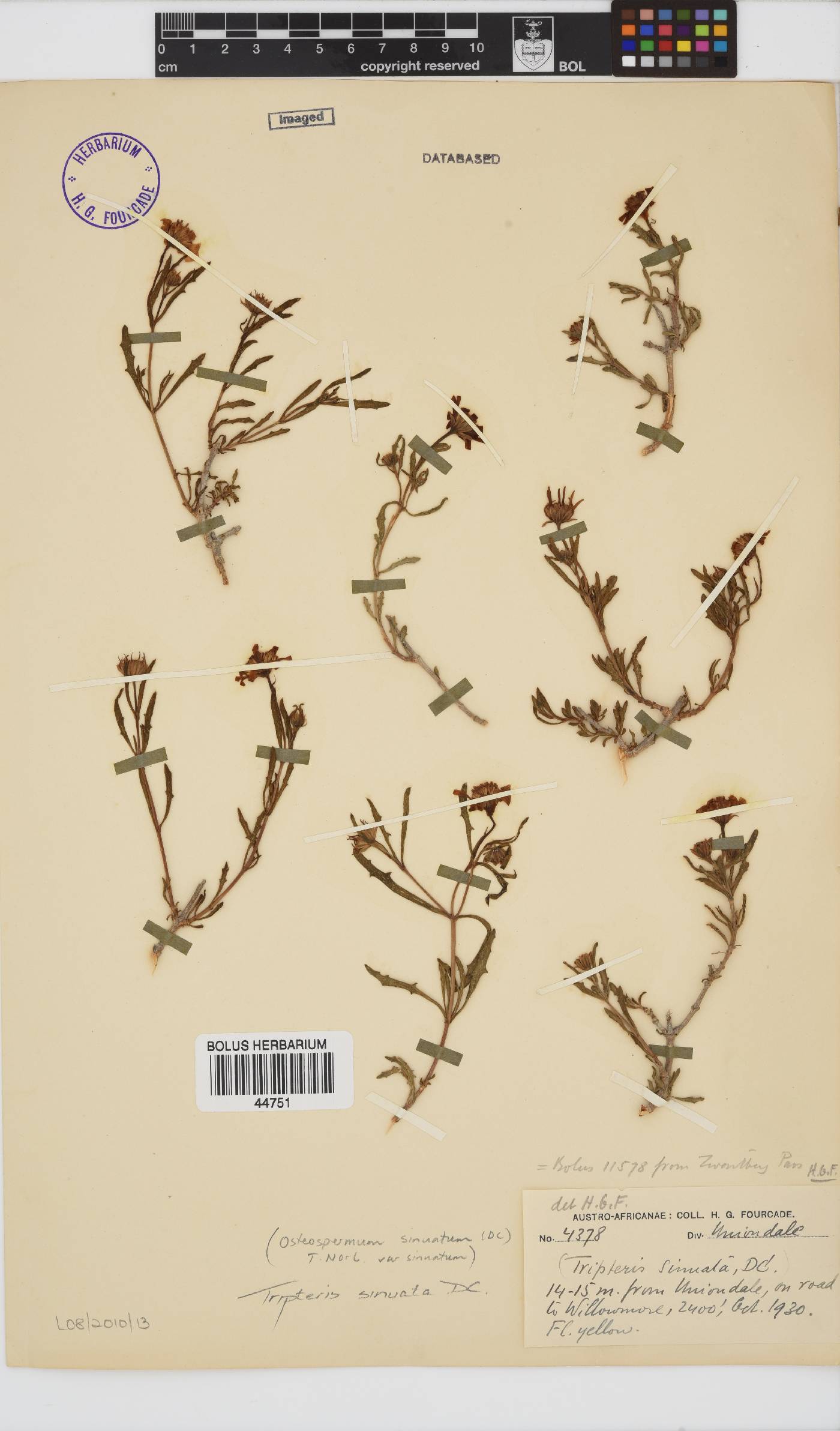 Osteospermum sinuatum image