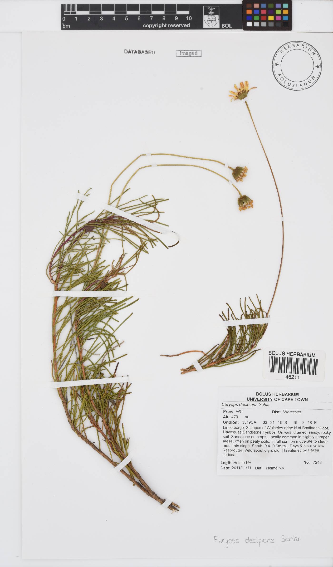 Euryops decipiens image