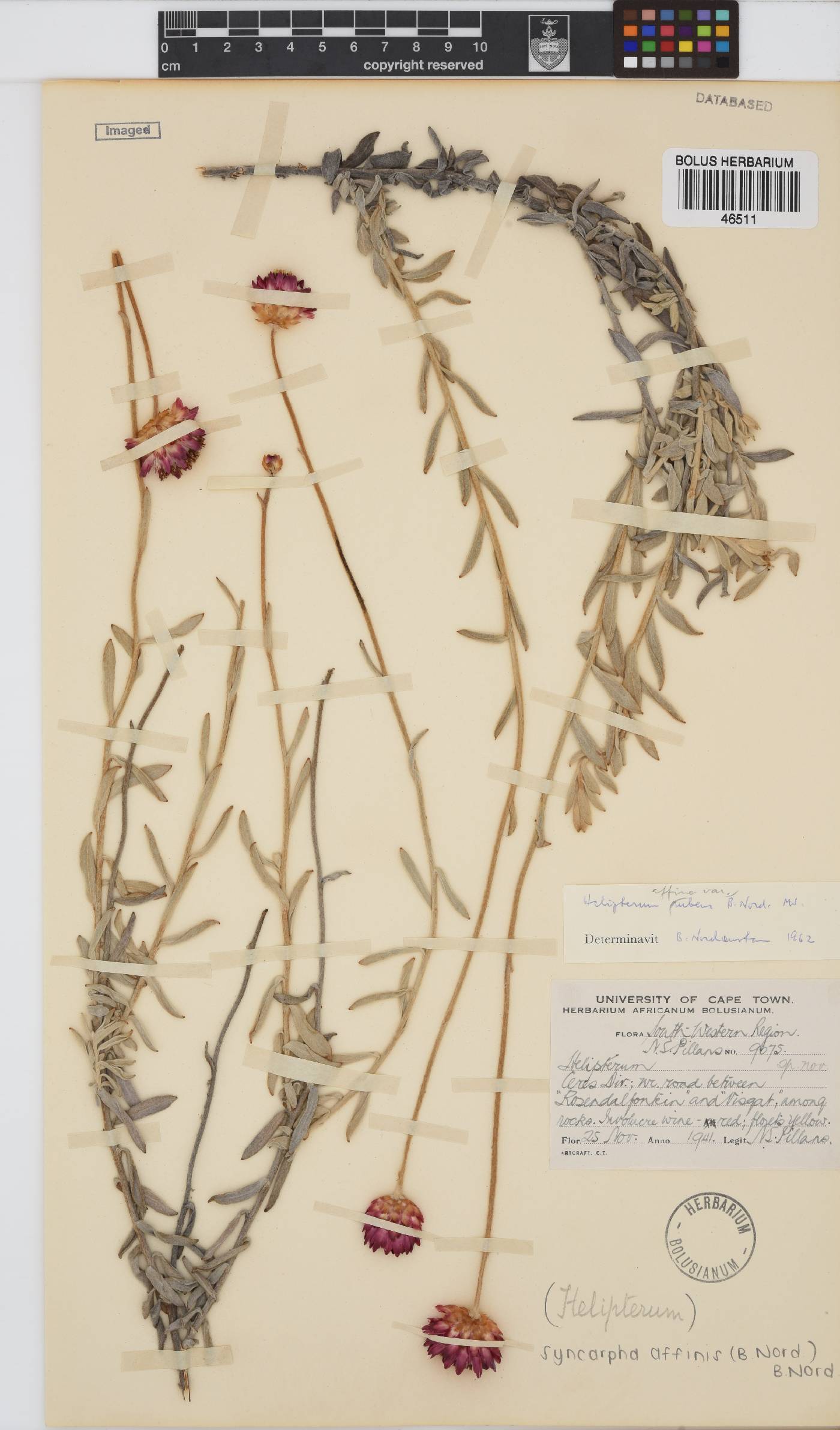 Syncarpha affinis image