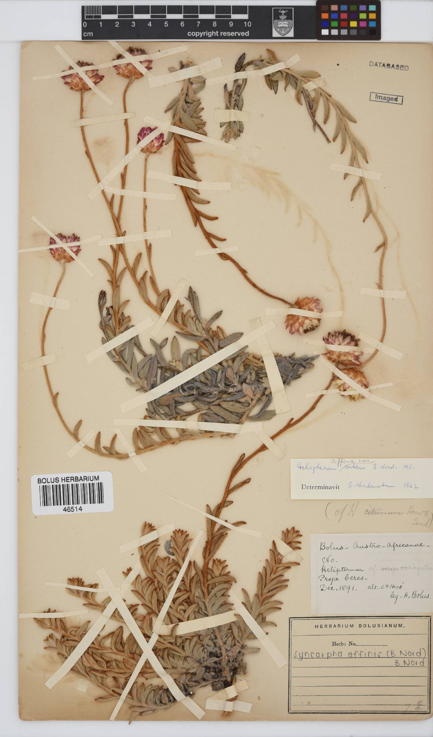 Syncarpha affinis image